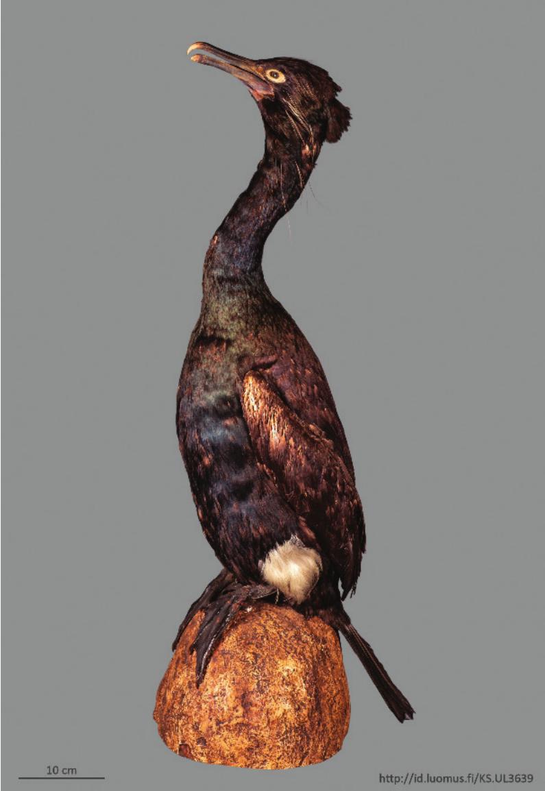 Specimens of the extinct Spectacled Cormorant Urile perspicillatus