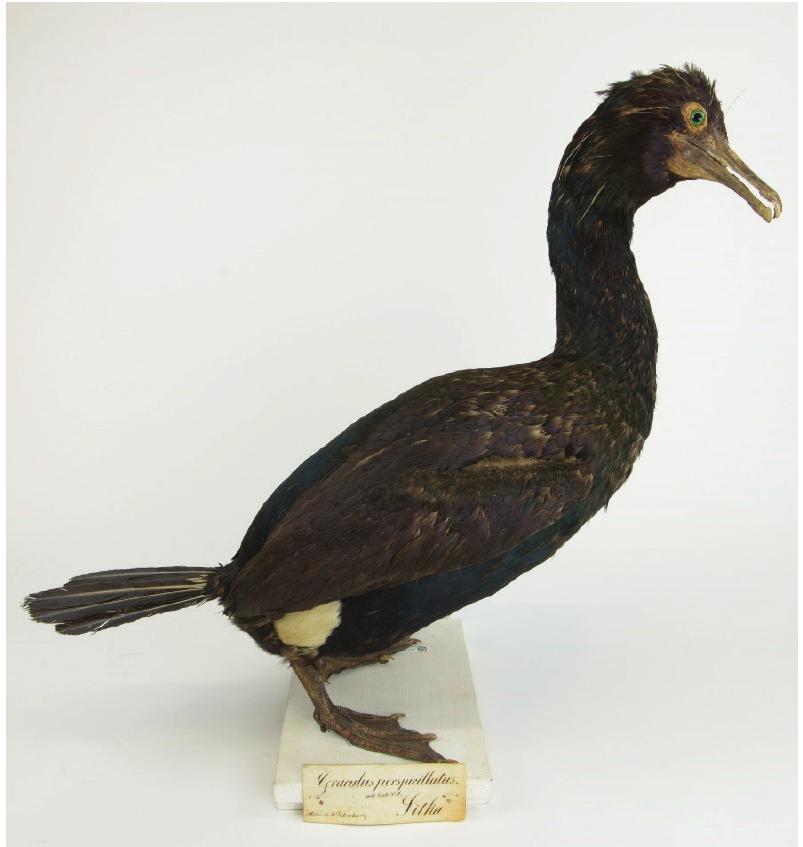 Specimens of the extinct Spectacled Cormorant Urile perspicillatus