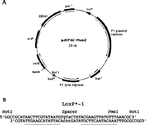 Pac Vector Structure An arrayed human genomic library constructed in the PAC shuttle vector ...