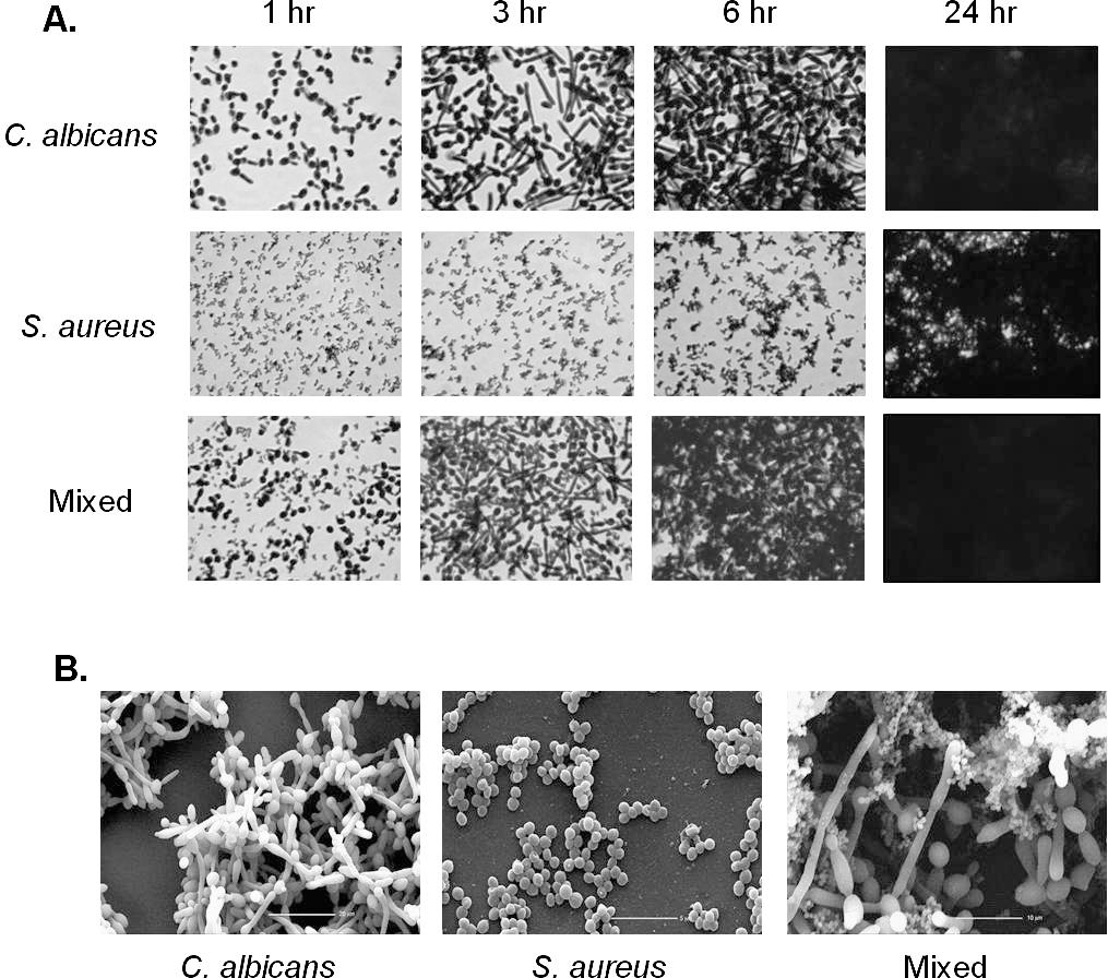 https://bioone.org/ContentImages/Journals/bios/84/1/0005-3155-84.1.30/graphic/i0005-3155-84-1-30-f01.jpg