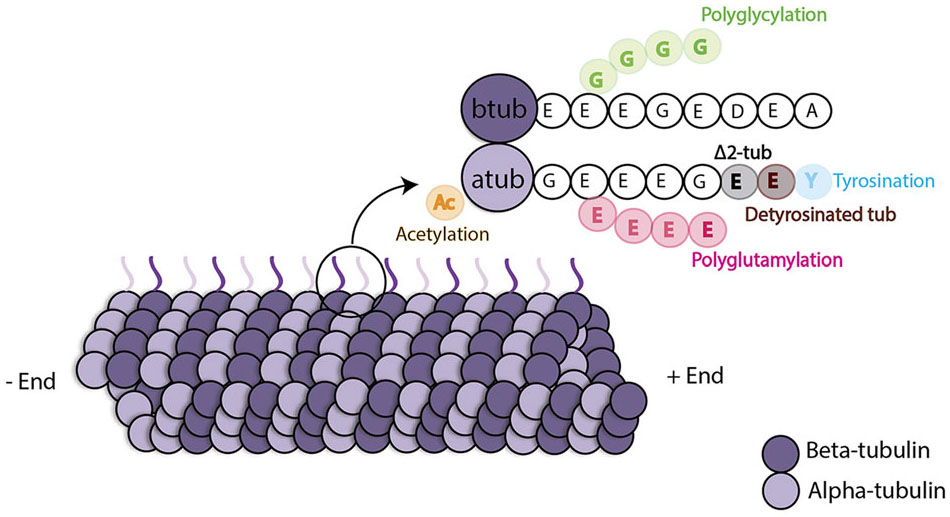 Insights Of The Tubulin Code In Gametes And Embryos: From Basic ...