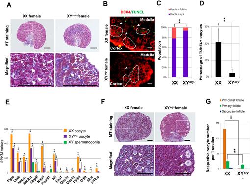 Xy Oocytes Of Sex Reversed Females With A Sry Mutation Deviate From The Normal Developmental Process Beyond The Mitotic Stage