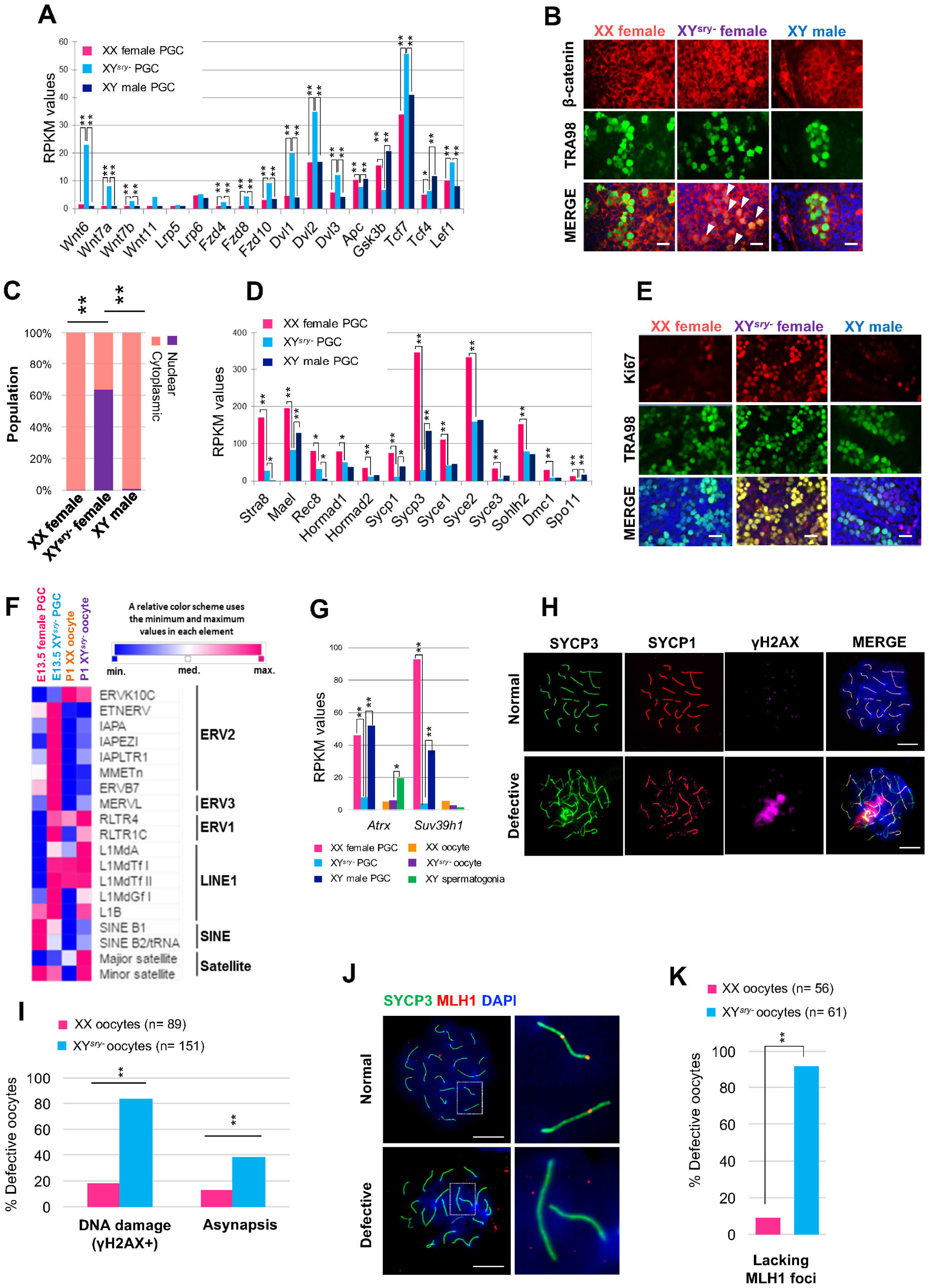 Xy Oocytes Of Sex Reversed Females With A Sry Mutation Deviate From The Normal Developmental Process Beyond The Mitotic Stage