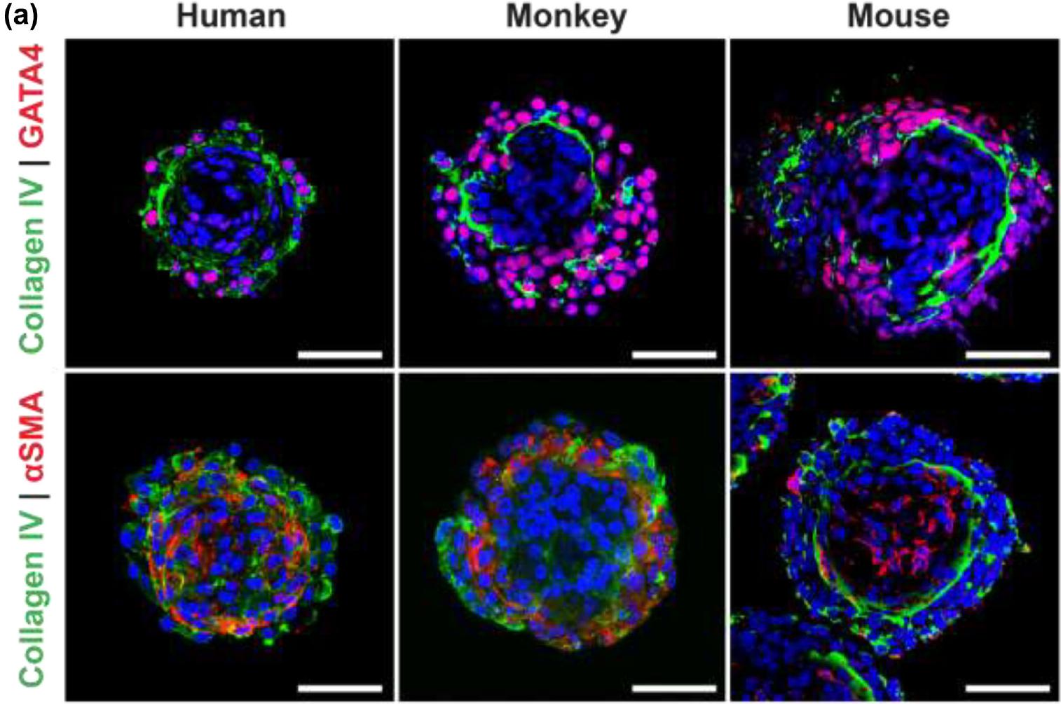 Formation of organotypic testicular organoids in microwell culture†