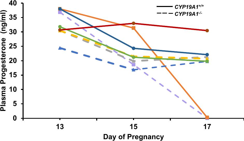 New Perspective On Conceptus Estrogens In Maternal Recognition And Pregnancy Establishment In The Pig