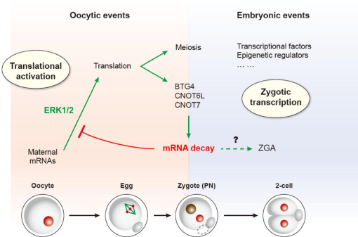 A Story Of Birth And Death Mrna Translation And Clearance At The Onset Of Maternal To Zygotic