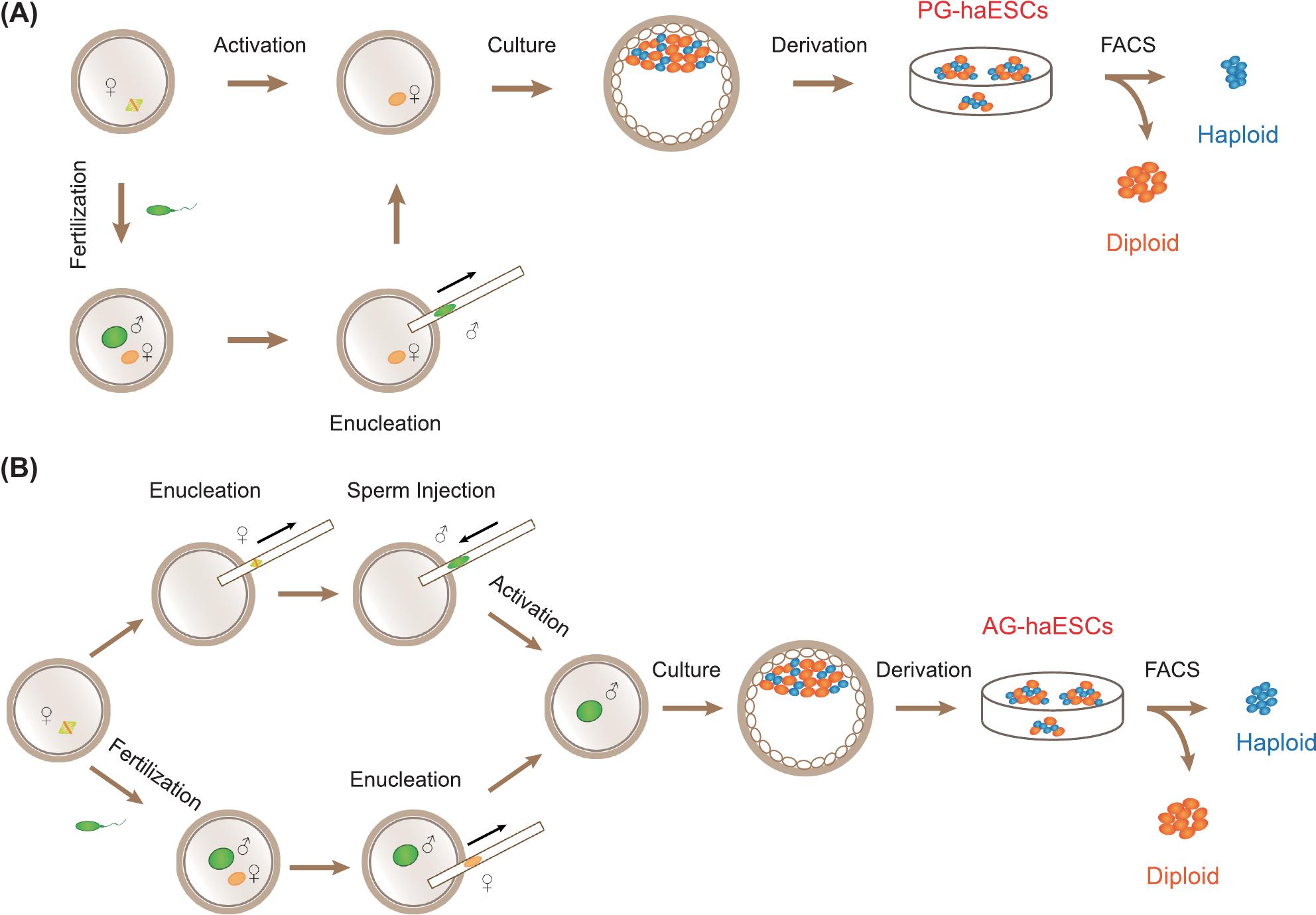 Artificial Spermatid Mediated Genome Editing