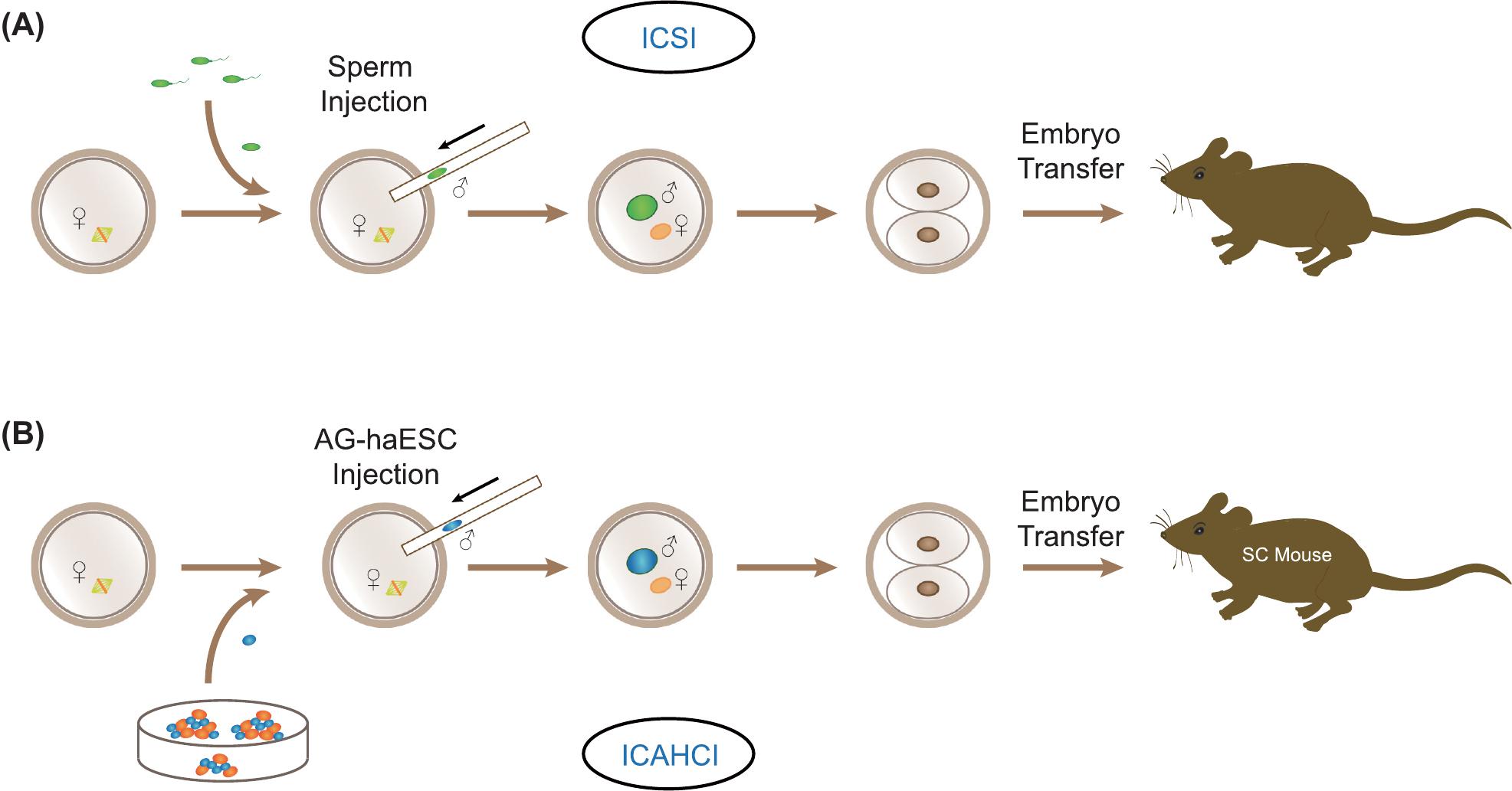 Artificial Spermatid Mediated Genome Editing