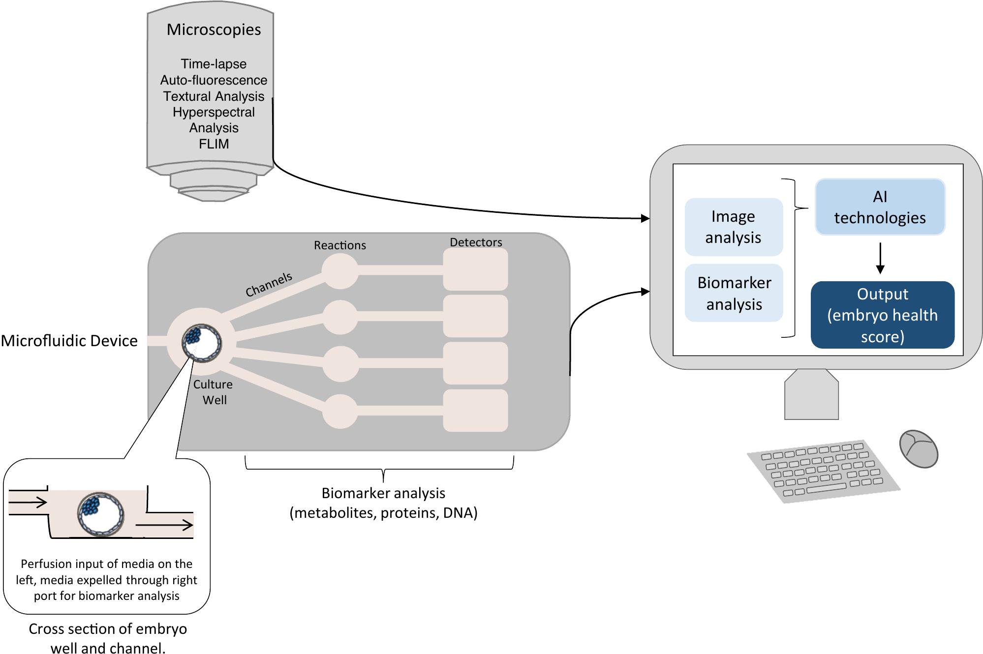 Reducing Time To Pregnancy And Facilitating The Birth Of Healthy Children Through Functional Analysis Of Embryo Physiology