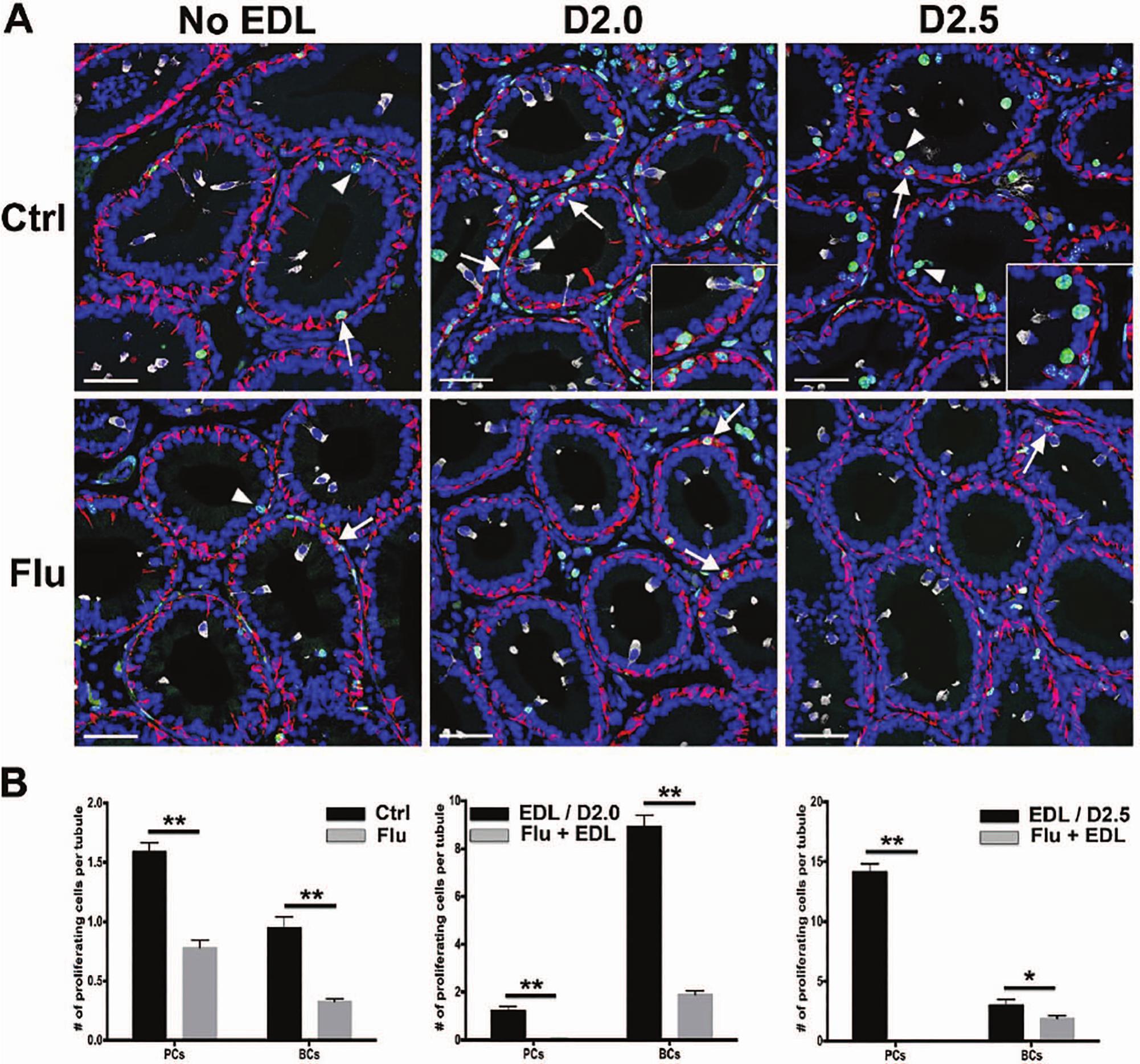 Androgens Are Essential For Epithelial Cell Recovery After