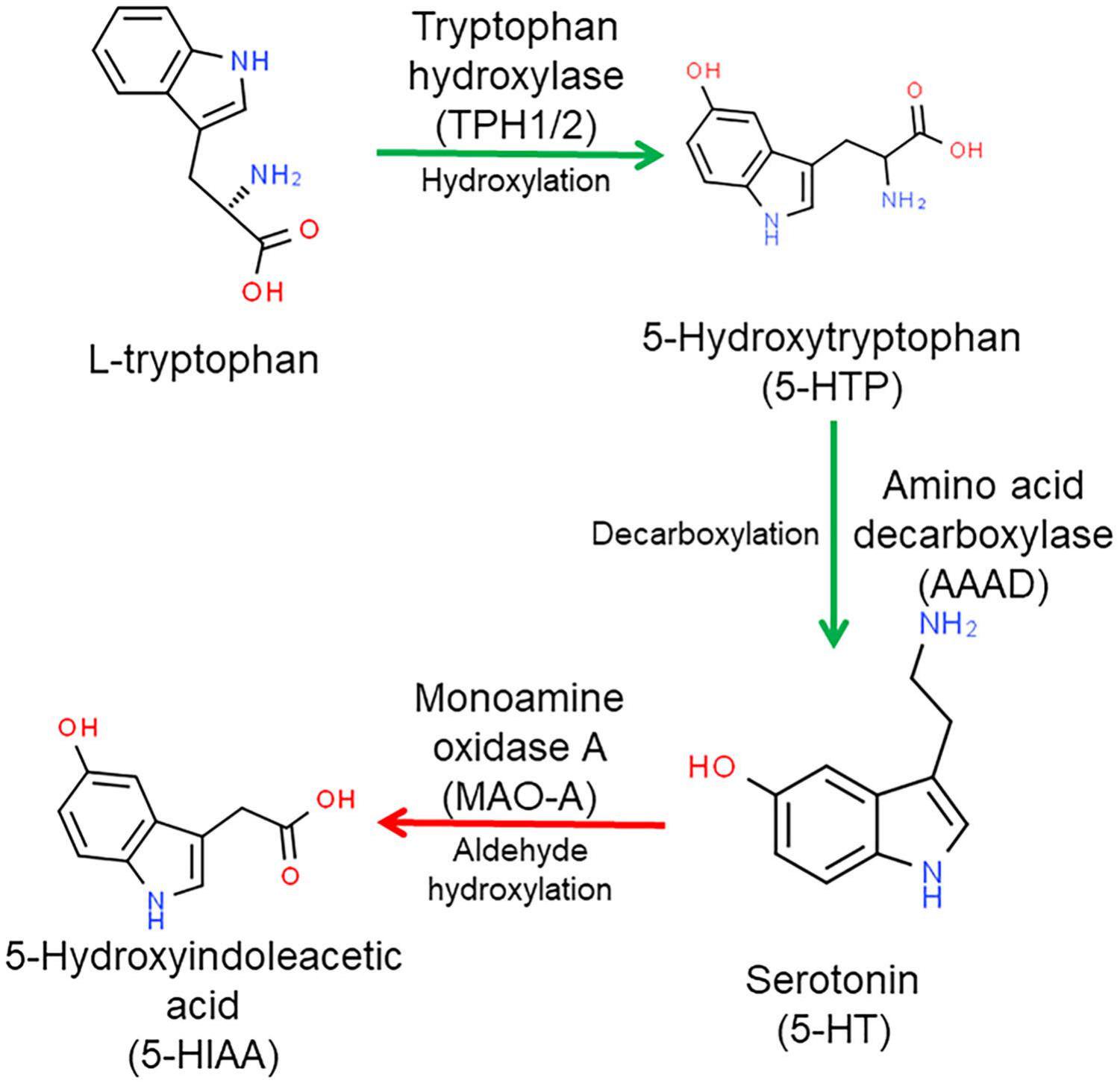 Placental Serotonin Signaling, Pregnancy Outcomes, And Regulation Of ...