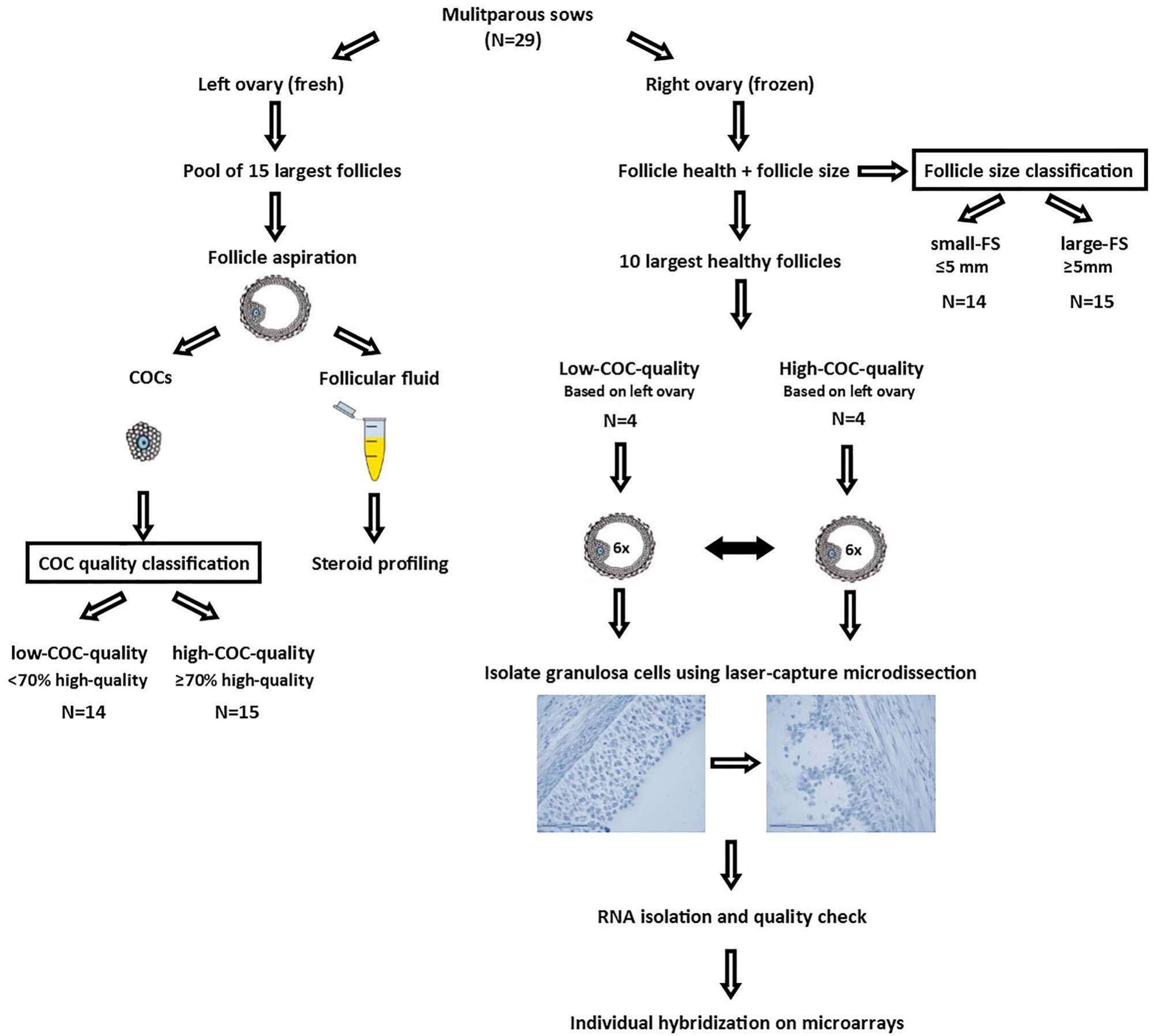 Follicular fluid steroid profile in sows: relationship to follicle size ...