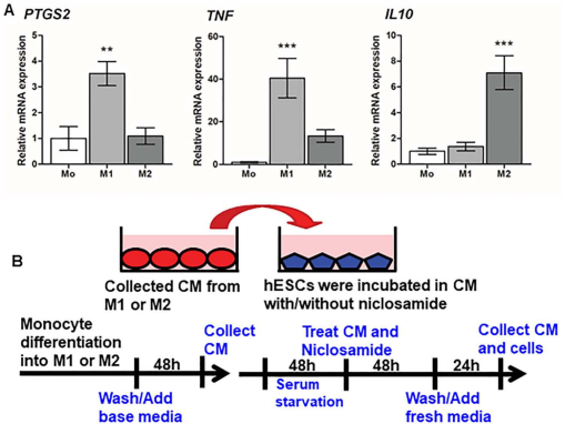 Proteome Profiler Human XL Cytokine Array Kit ARY022B: R&D Systems