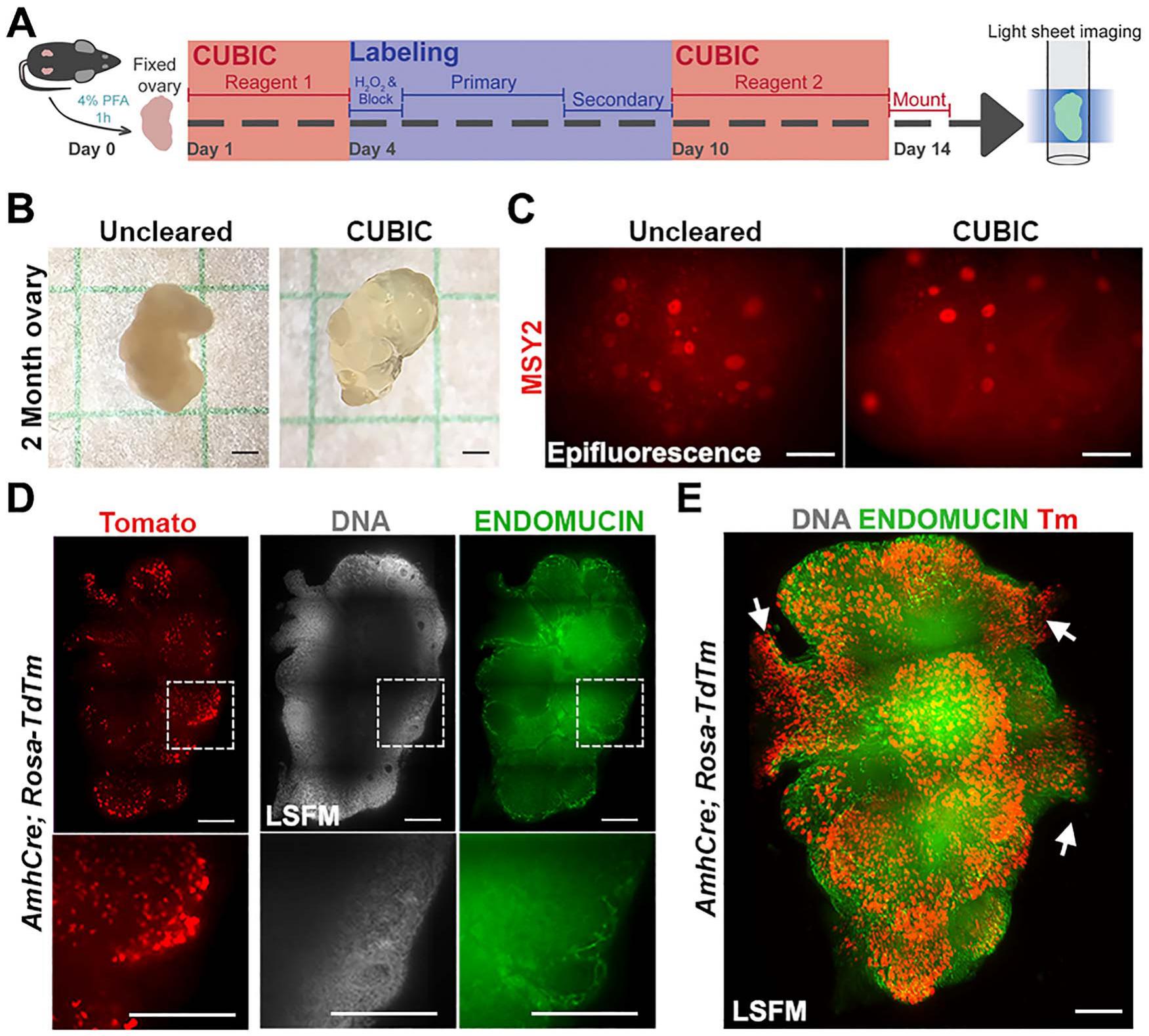 Combined Idisco And Cubic Tissue Clearing And Lightsheet Microscopy For In Toto Analysis Of The Adult Mouse Ovary