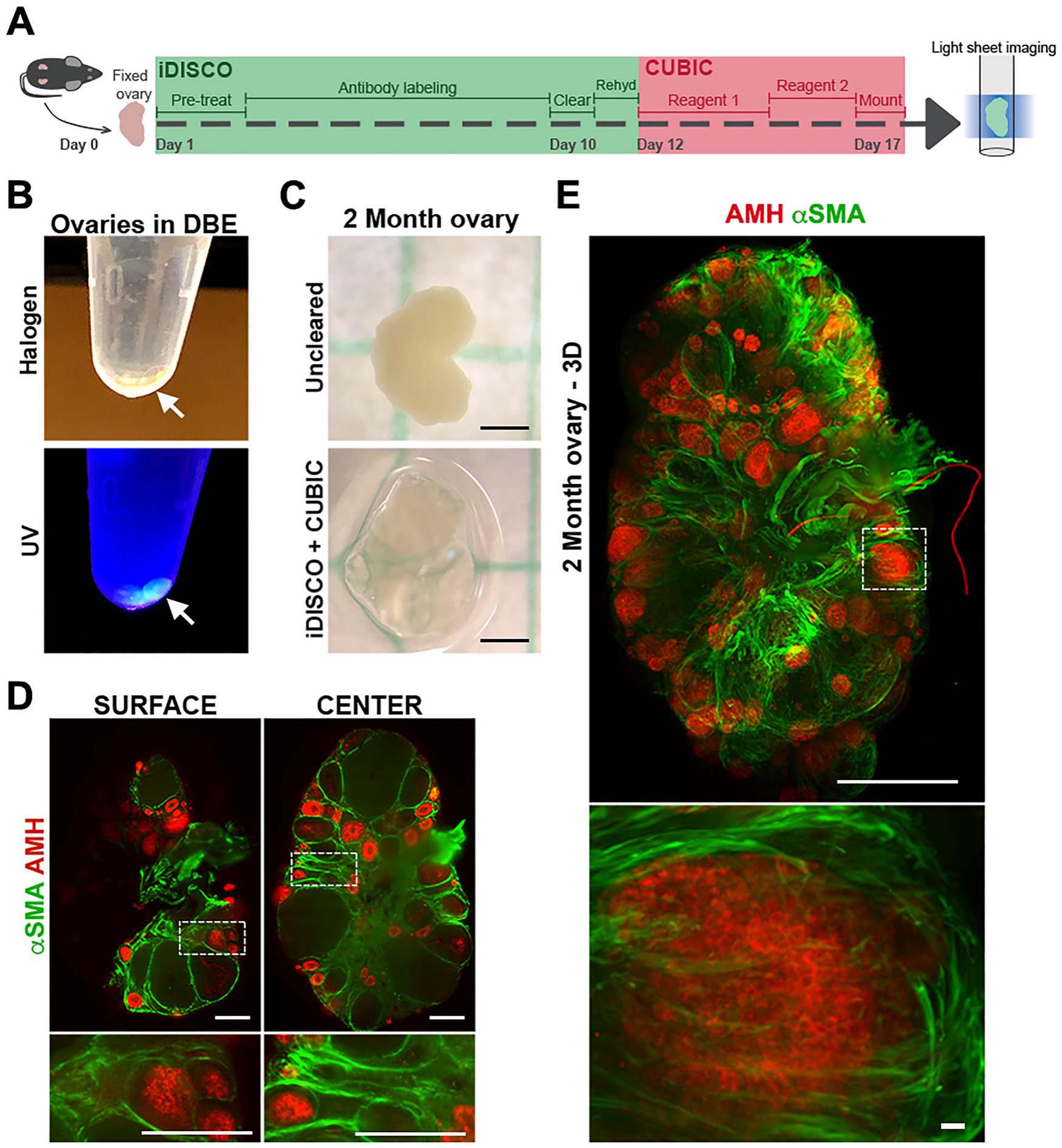 Combined Idisco And Cubic Tissue Clearing And Lightsheet Microscopy For In Toto Analysis Of The Adult Mouse Ovary