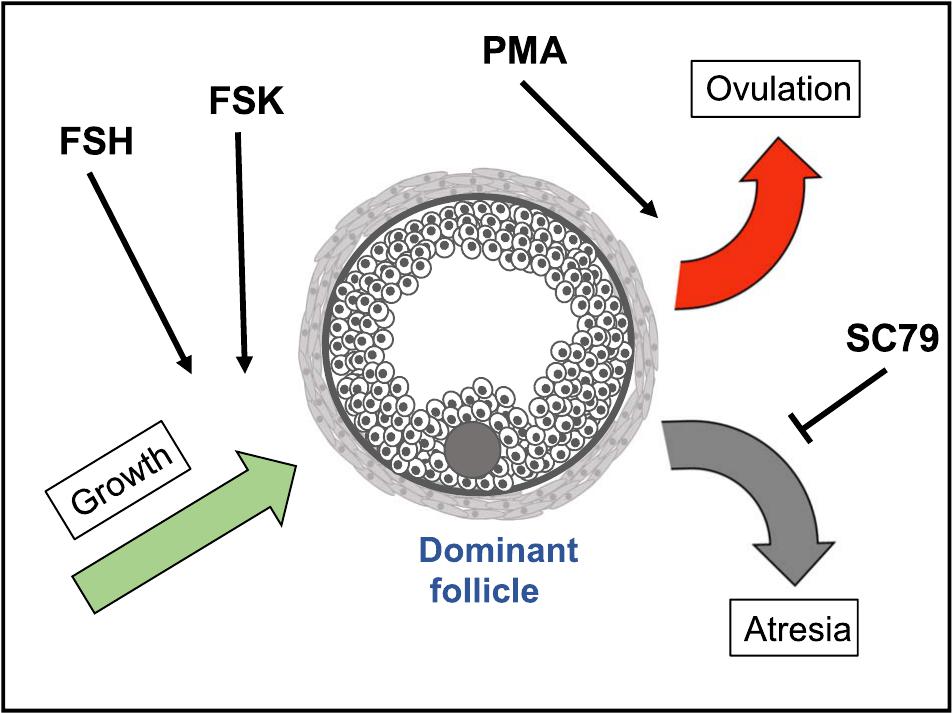 Gene analysis of major signaling pathways regulated by gonadotropins in ...