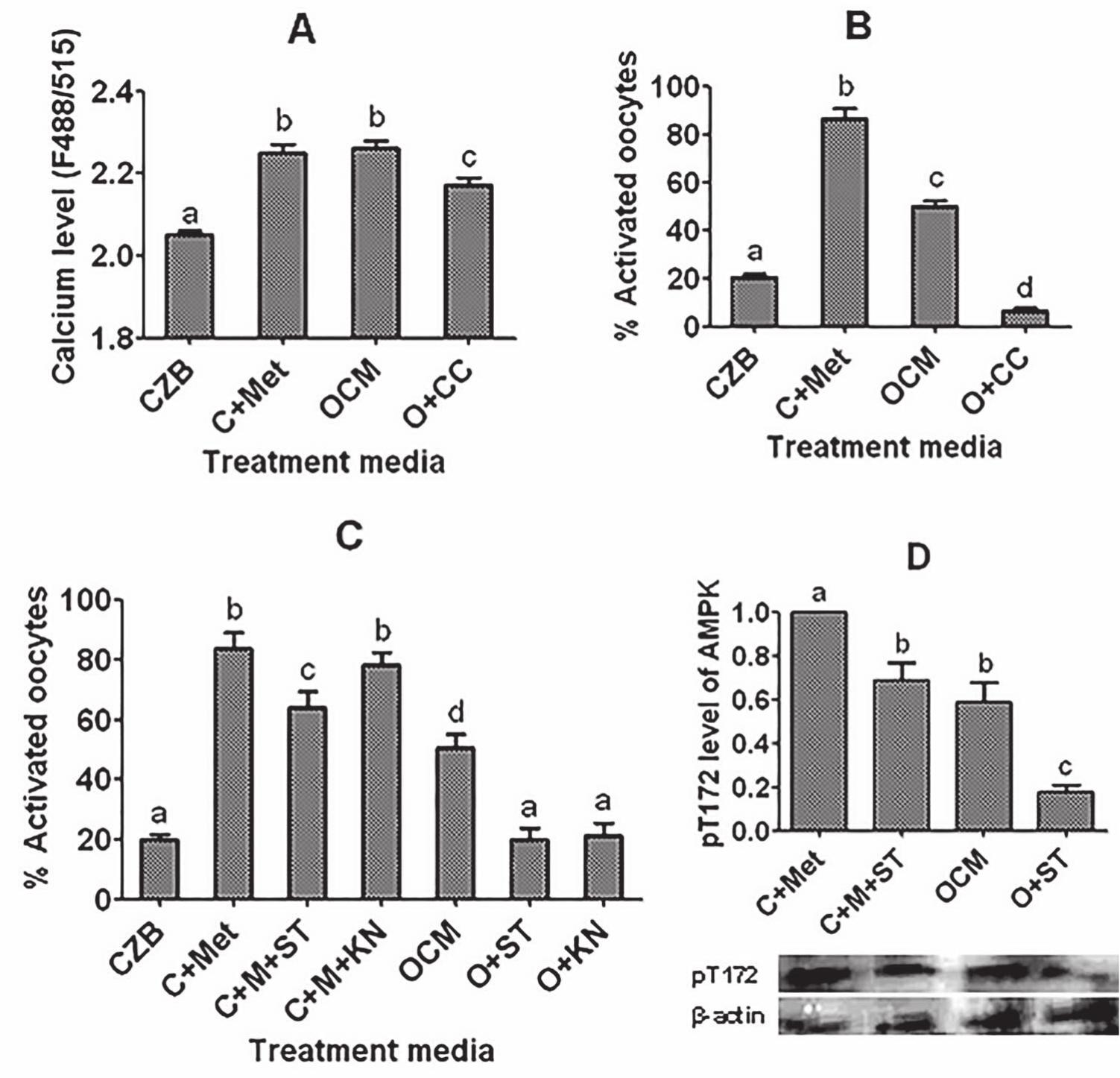 Role Of Amp Activated Protein Kinase During Postovulatory Aging Of Mouse Oocytes