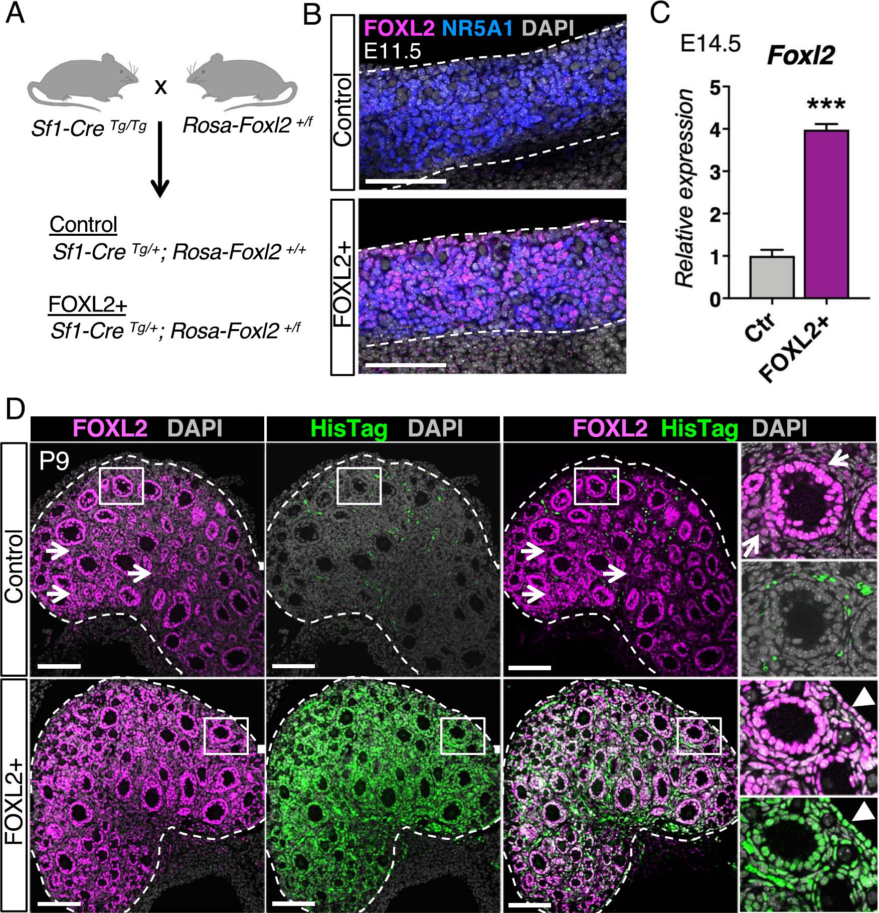 Aberrant And Constitutive Expression Of Foxl2 Impairs Ovarian Development And Functions In Mice