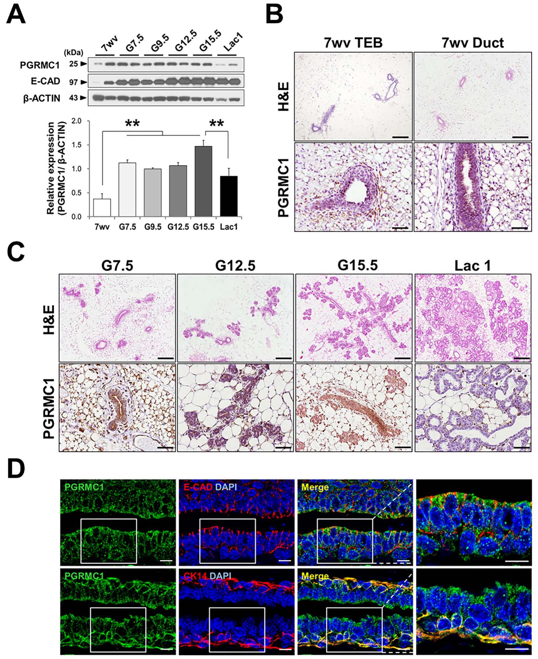 Progesterone Receptor Membrane Component 1 Is Required For Mammary Gland Development