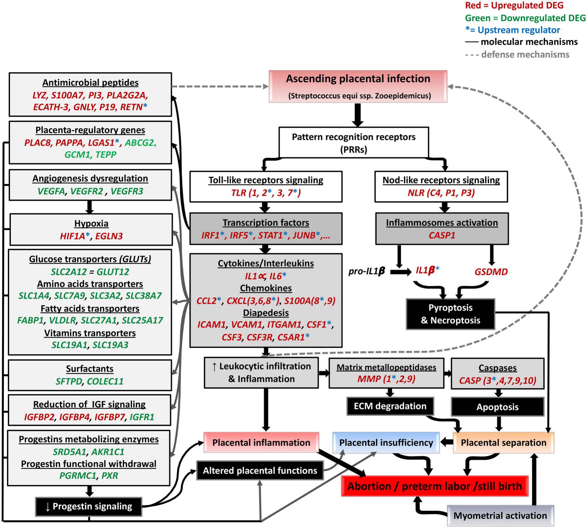 Transcriptomic Analysis Of Equine Placenta Reveals Key Regulators And 