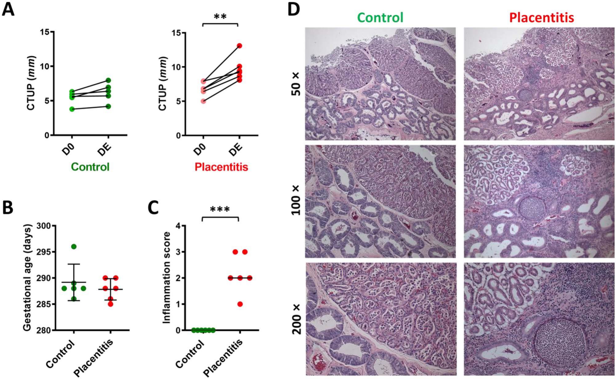 Transcriptomic analysis of equine placenta reveals key regulators and ...