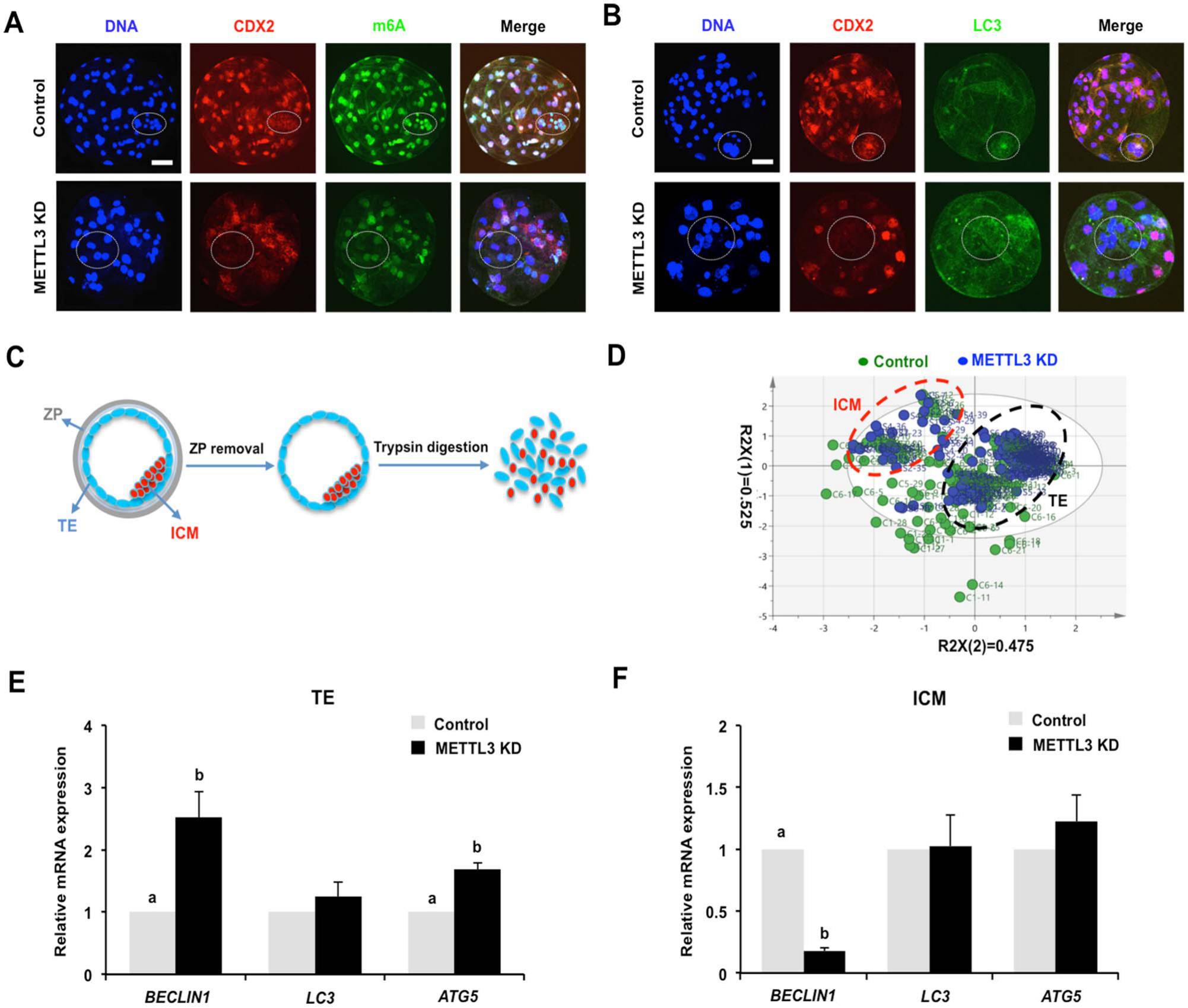 METTL3-mediated m6A methylation negatively modulates autophagy to ...