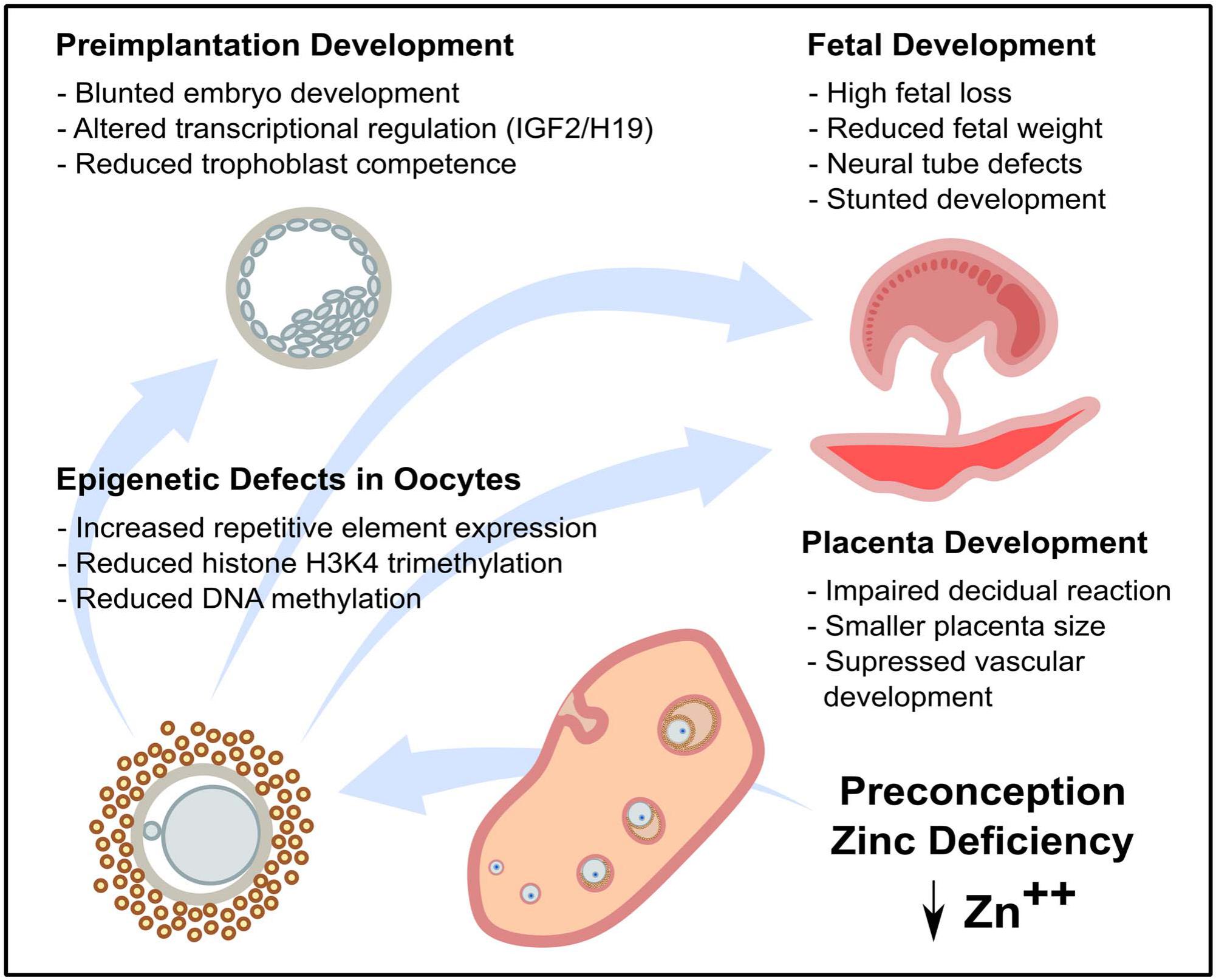 Role Of Zinc In Female Reproduction