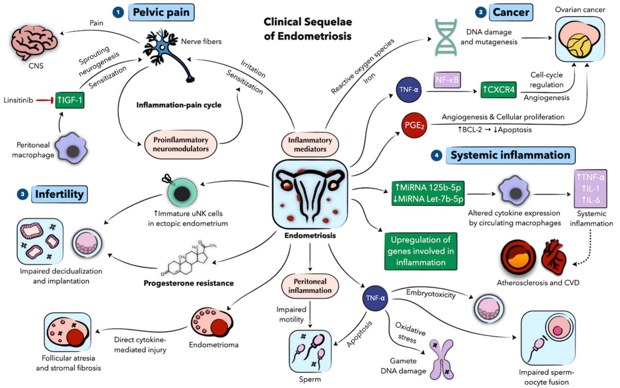 Role of inflammation in benign gynecologic disorders: from pathogenesis to  novel therapies†