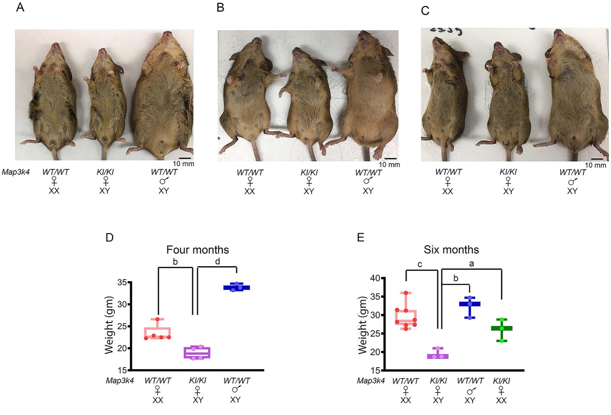 MAP3K4 kinase activity dependent control of mouse gonadal sex ...