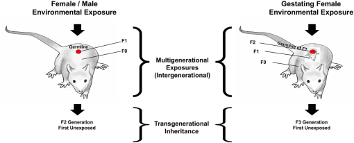 Epigenetic transgenerational inheritance, gametogenesis and