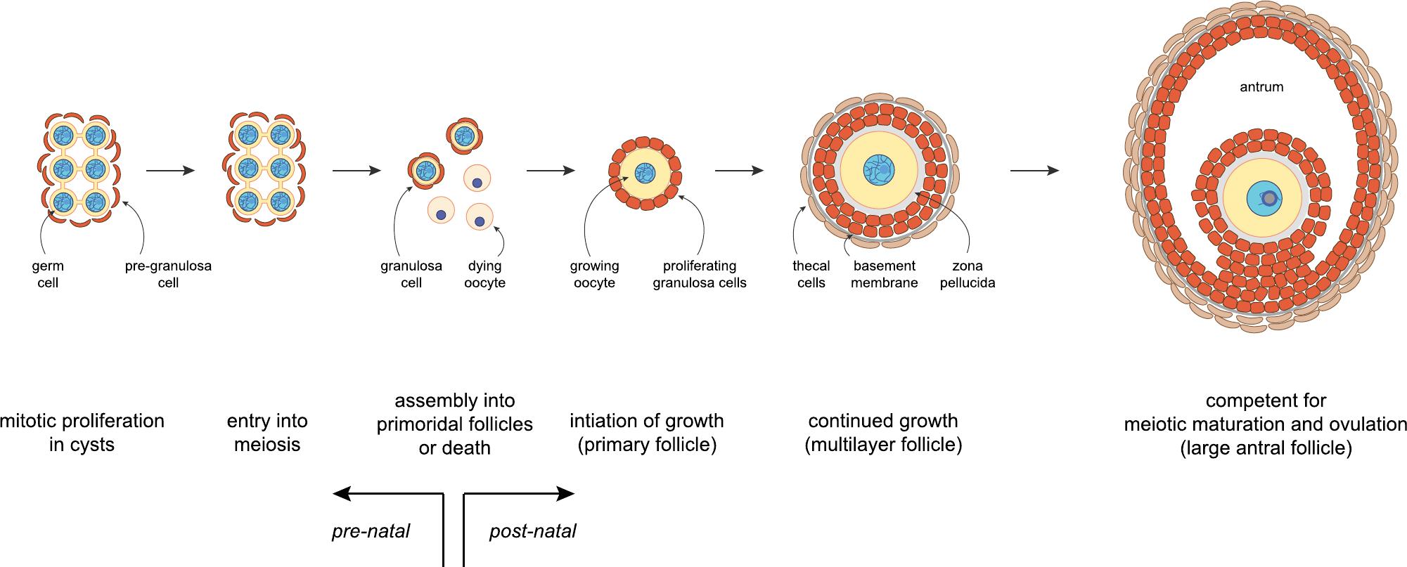 Germ cells of the mammalian female: A limited or renewable resource?†