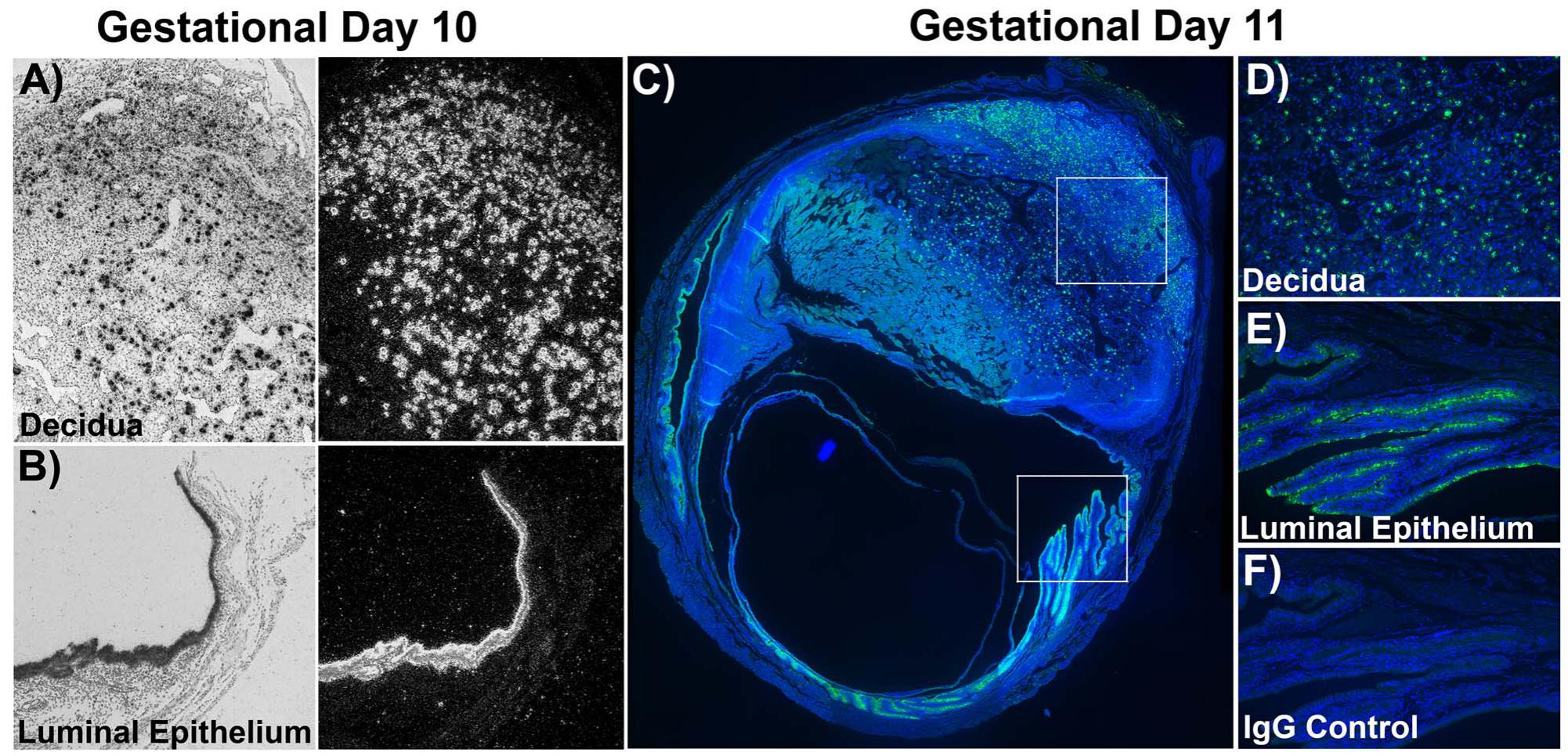 Cell-specific localization of Egam1c mRNA in the mouse placenta at