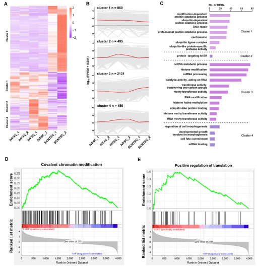 Characterization of transcriptional activity during ZGA in mammalian ...