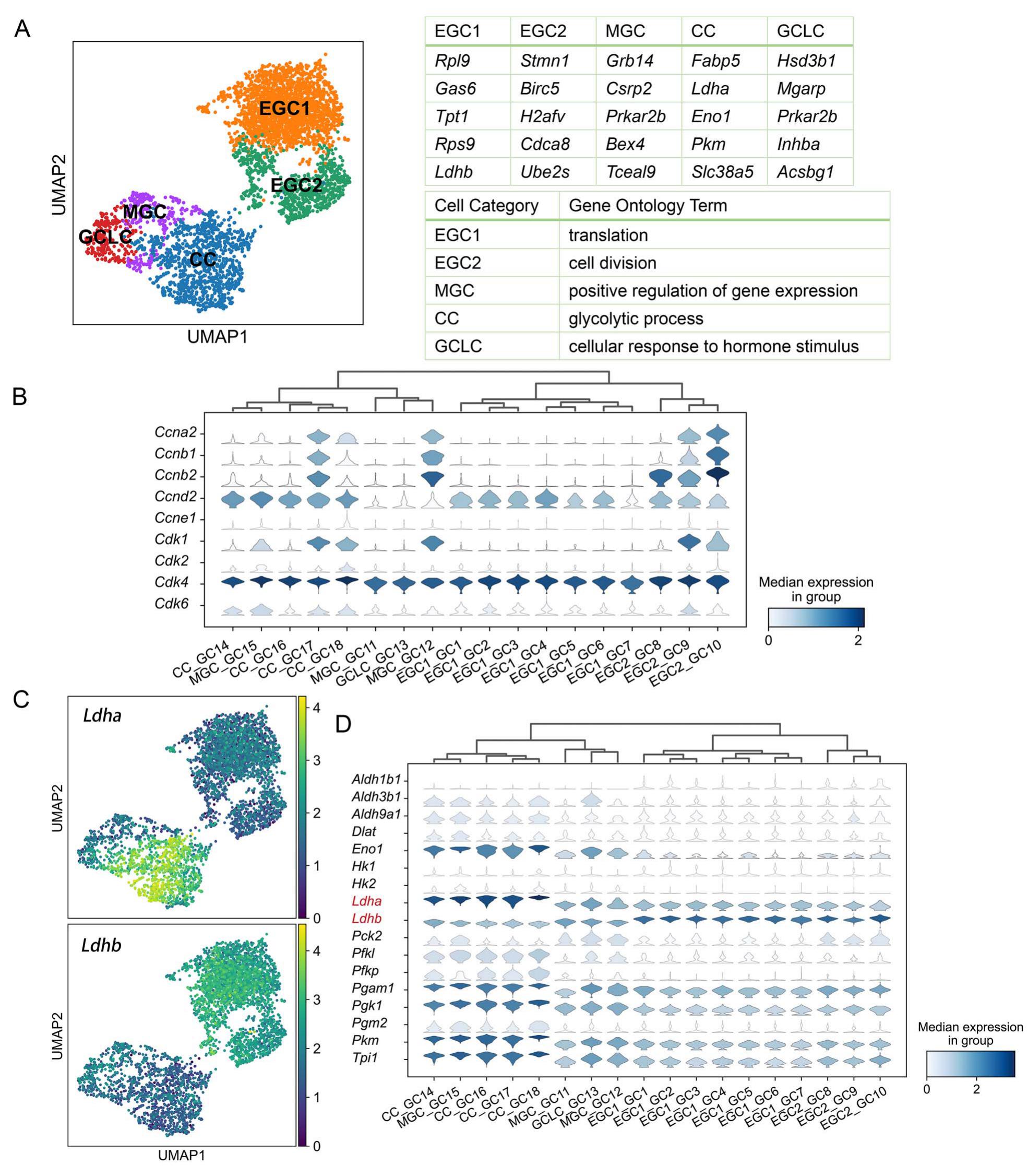 Single-cell Rna Sequencing Analysis Of Mouse Follicular Somatic Cells†