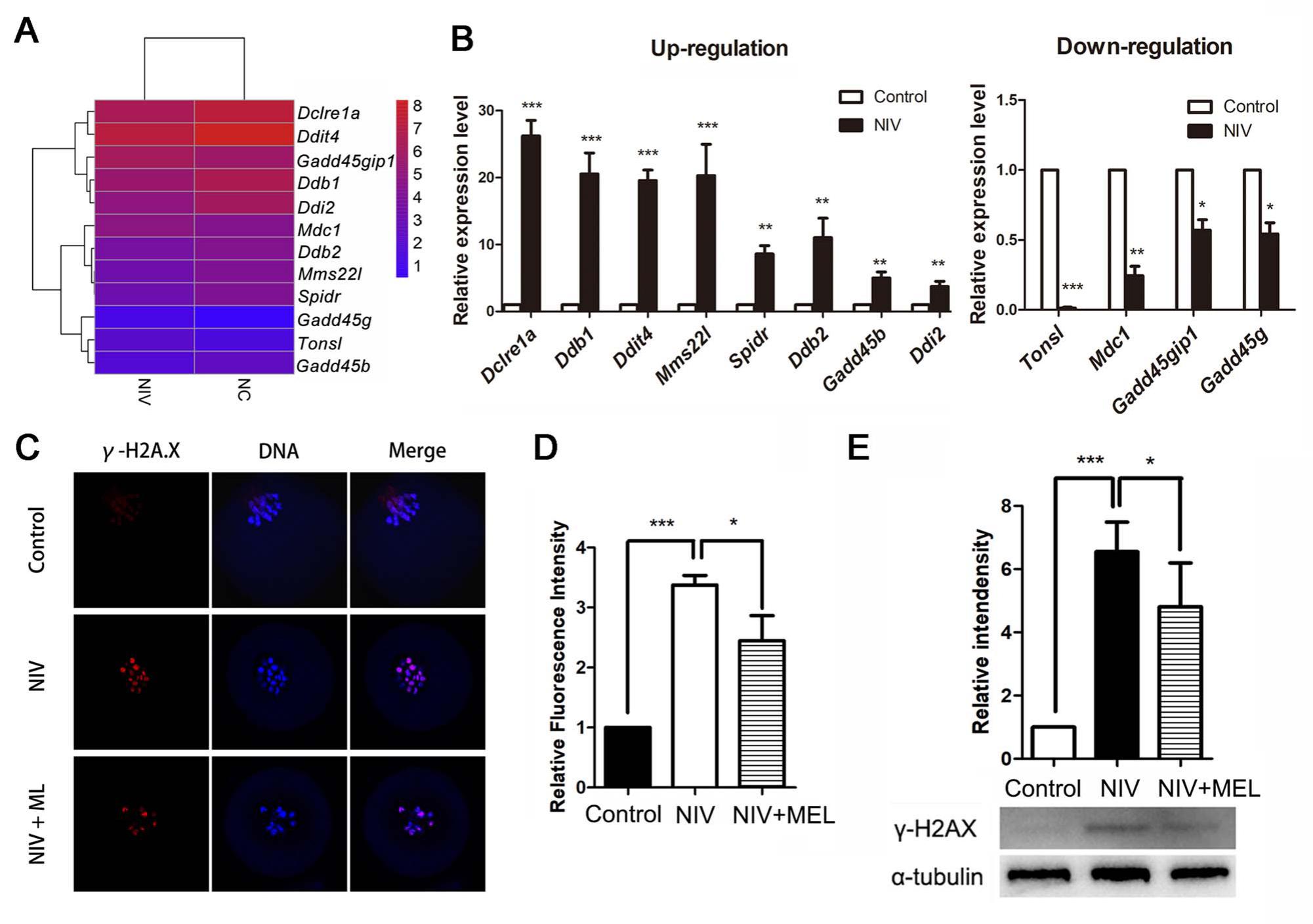 Exposure To Nivalenol Declines Mouse Oocyte Quality Via Inducing ...