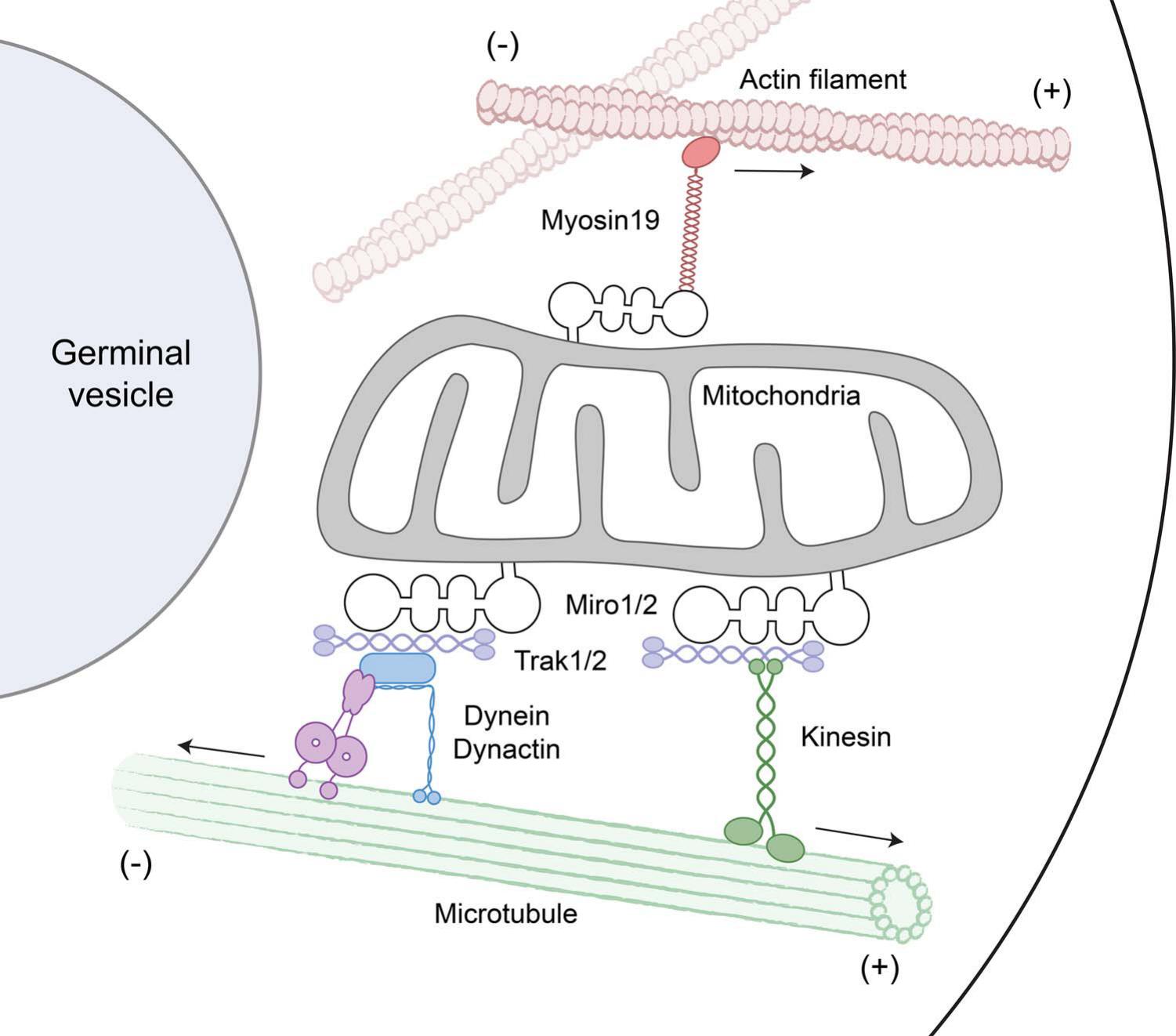 Oocyte mitochondria—key regulators of oocyte function and potential ...