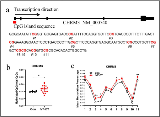 Methylation-reprogrammed CHRM3 results in vascular dysfunction in the ...