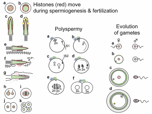 A) The normal circular trajectory of a sea urchin sperm is