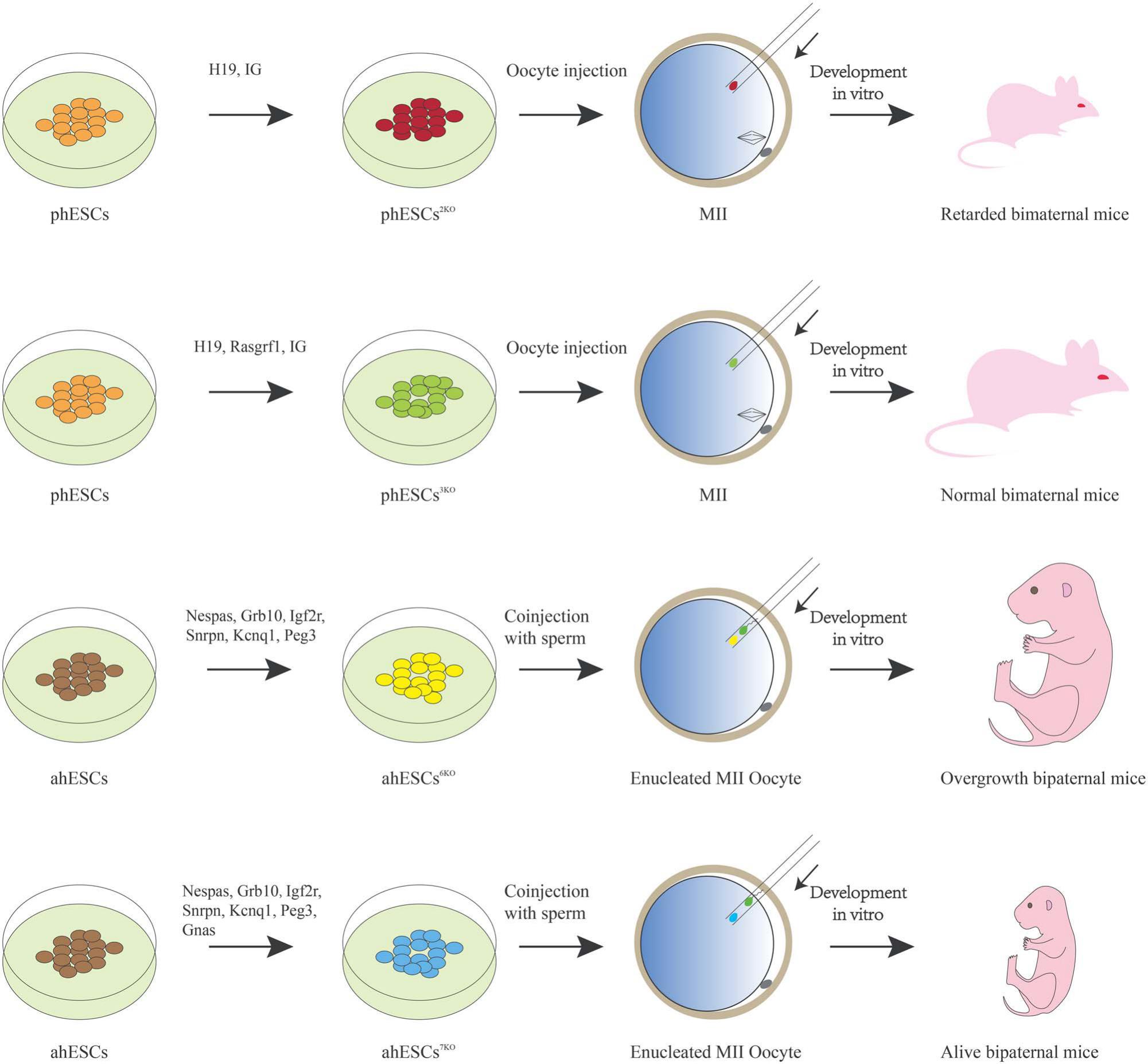 embryonic stem cell research articles