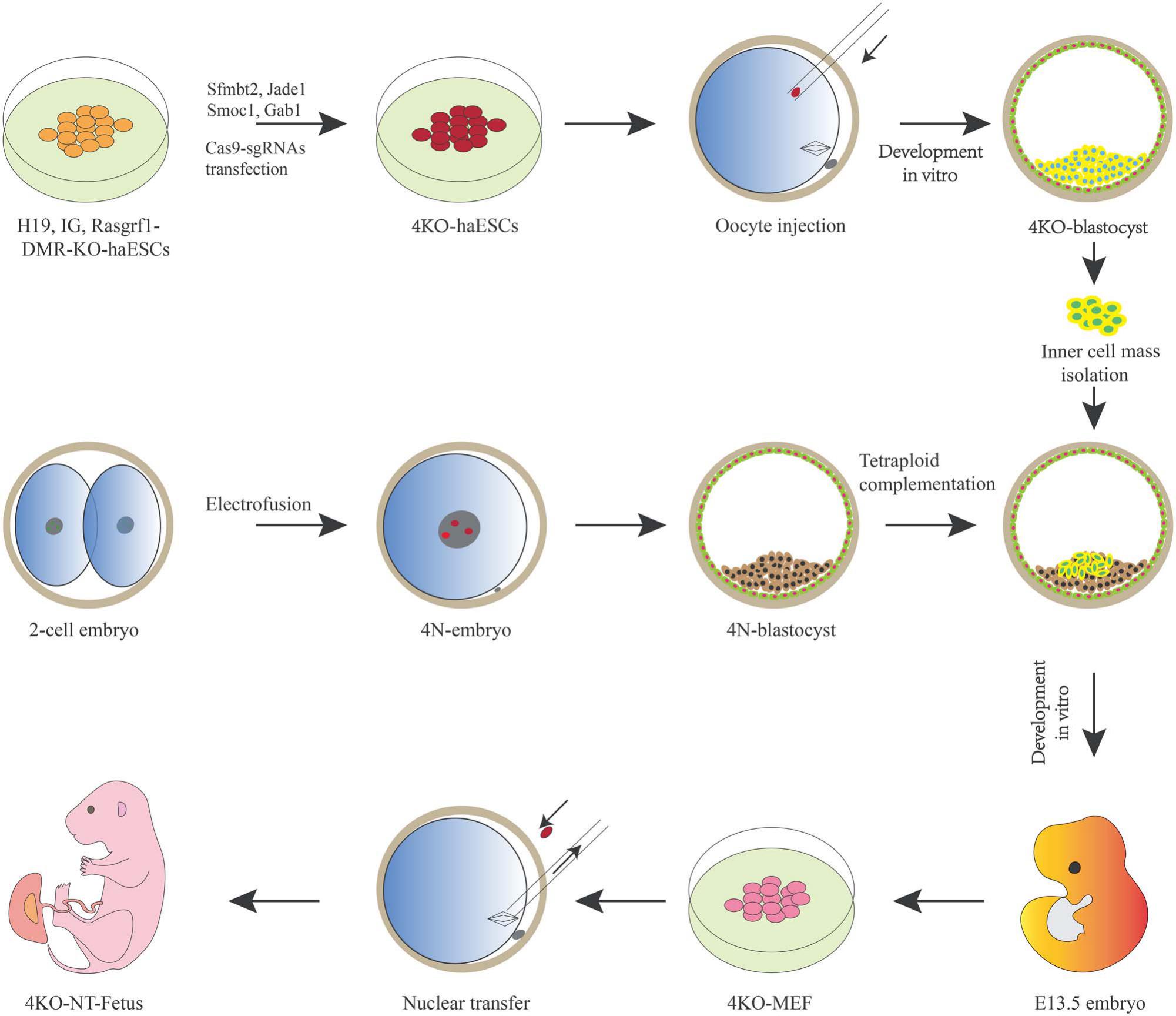 Advances In Haploid Embryonic Stem Cell Research