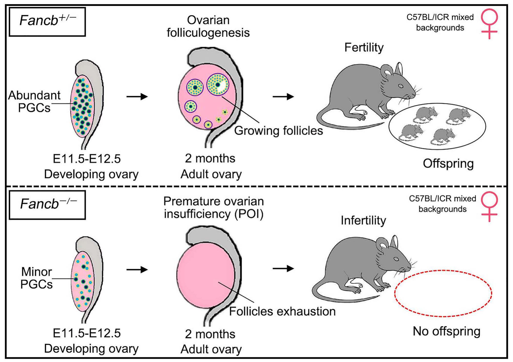 Fancb deficiency causes premature ovarian insufficiency in mice†