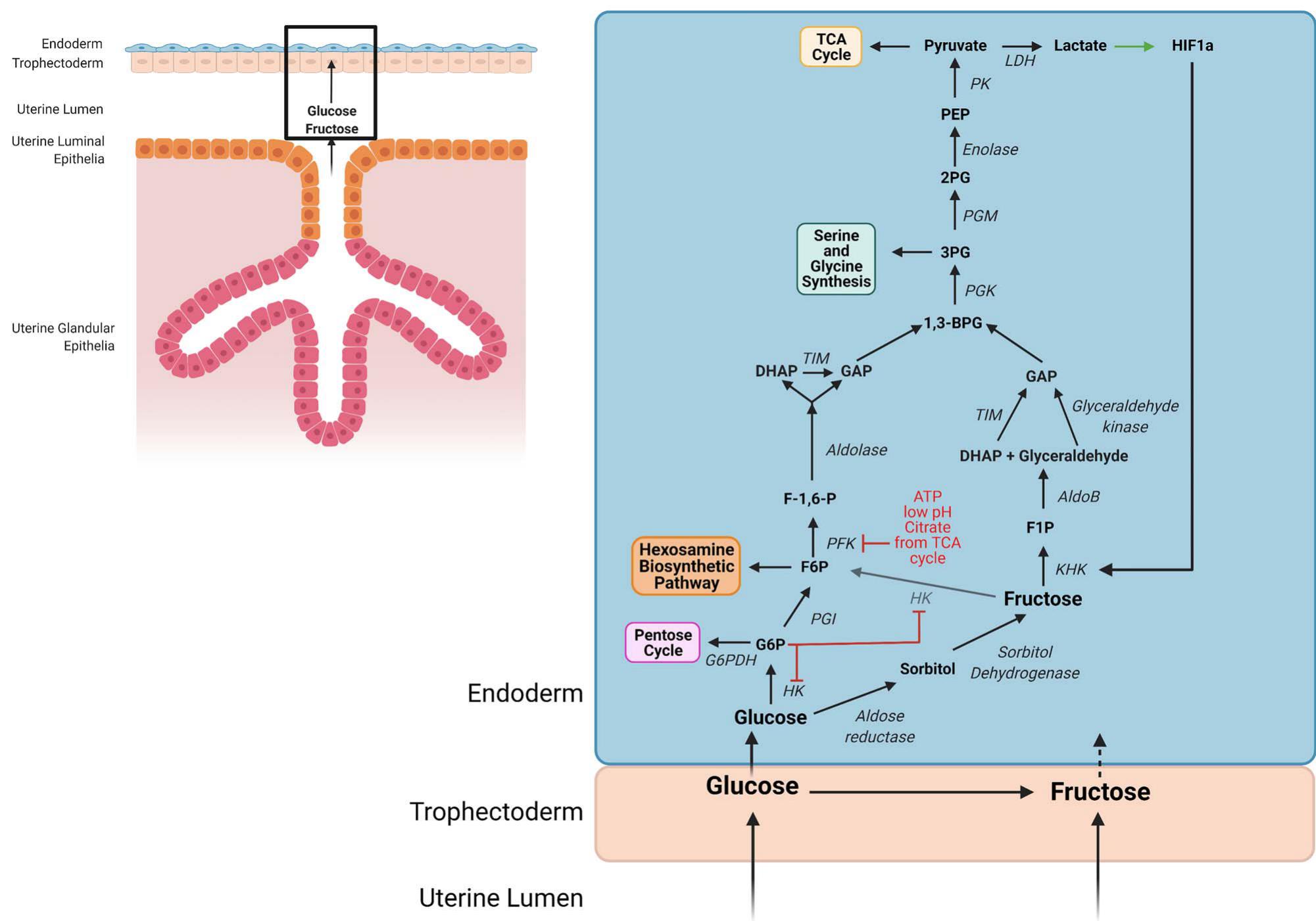 Ovine conceptus tissue metabolizes fructose for metabolic support ...