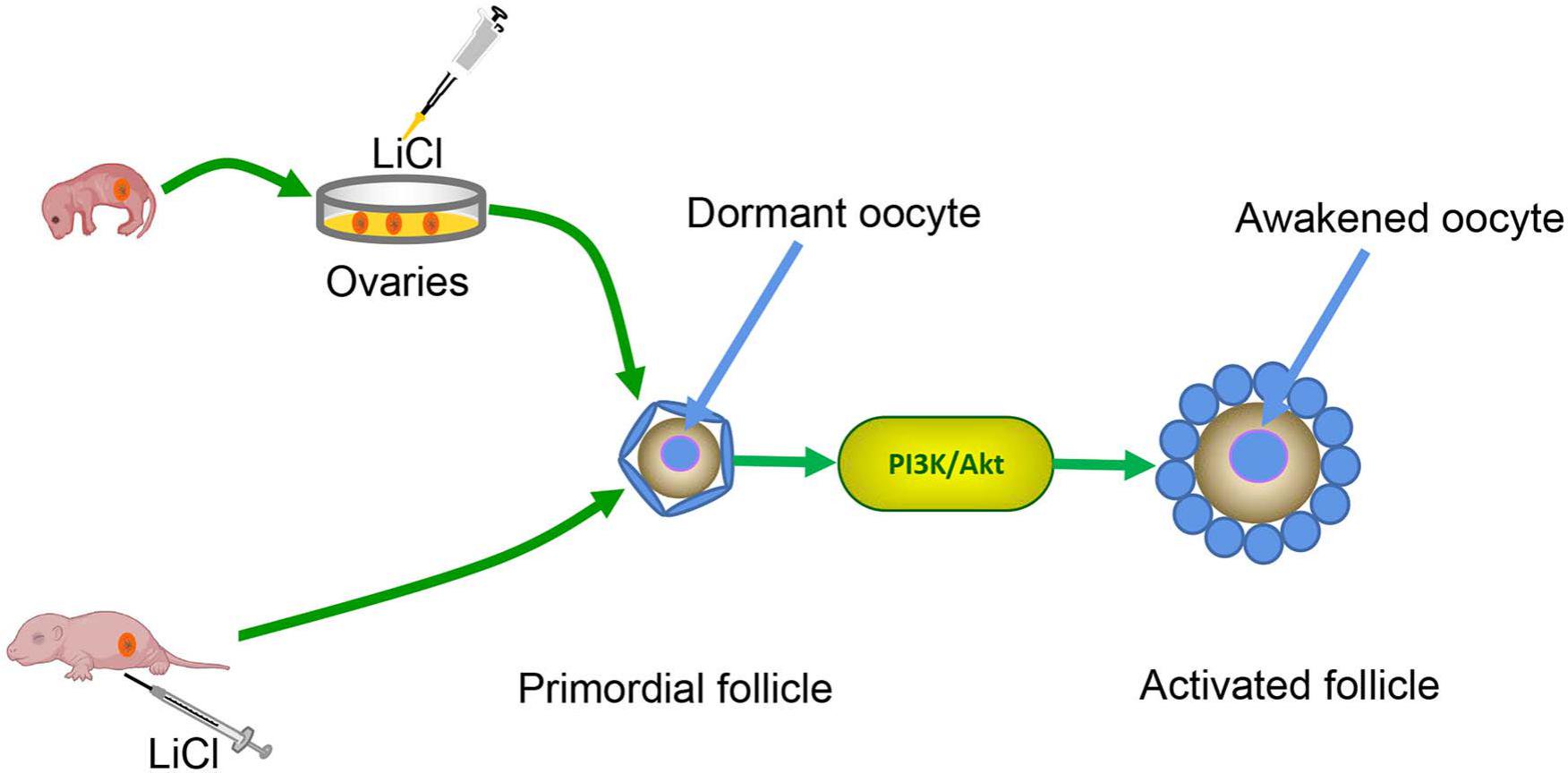 primordial follicle model