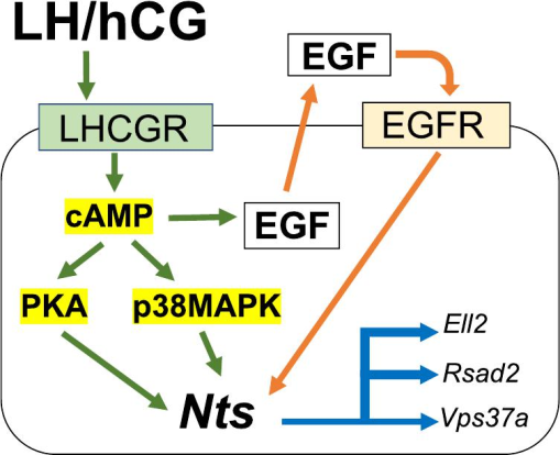 Studying the potential of upregulated PTGS2 and VEGF-C besides