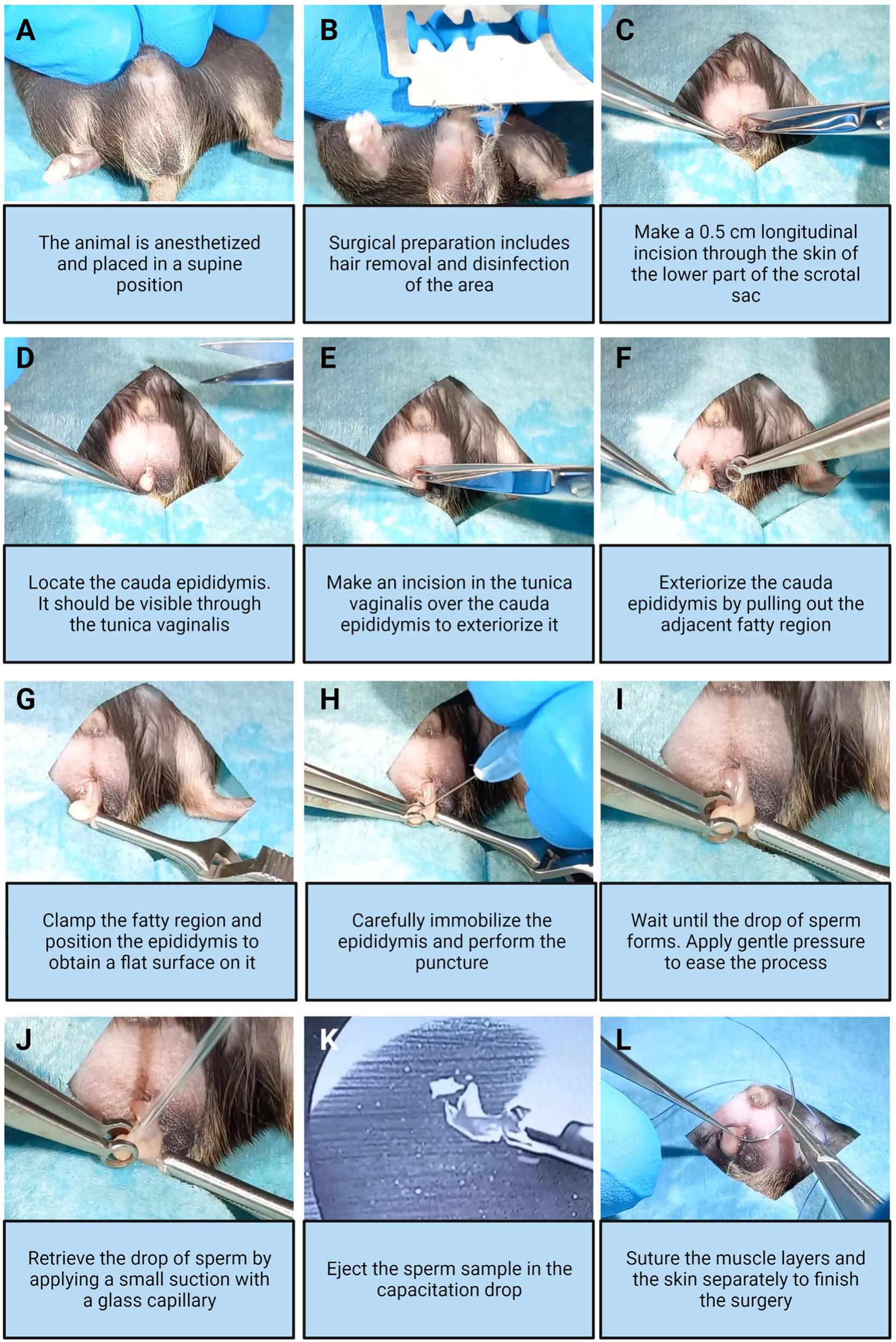 UMH Live 3 in 1 Structured Water Device