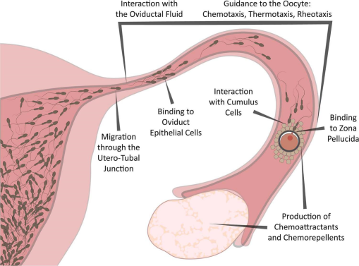 Oviduct - an overview