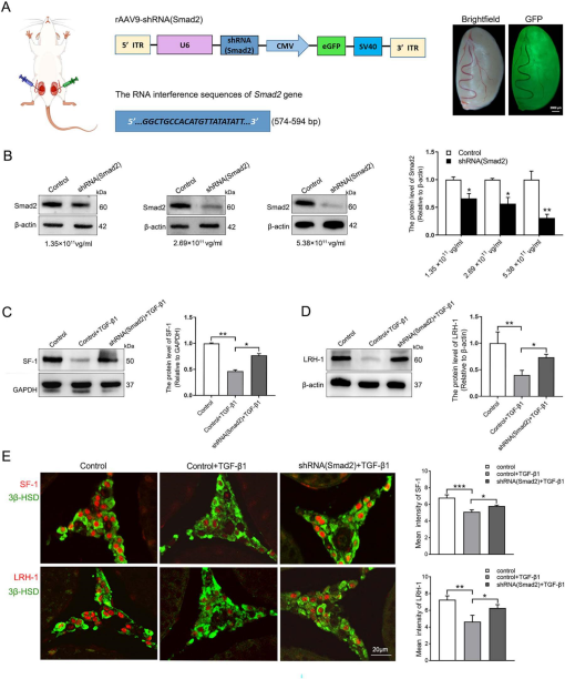 Chinese Testosterone Fast Test Kit (Immunofluorescence Assay) Suppliers