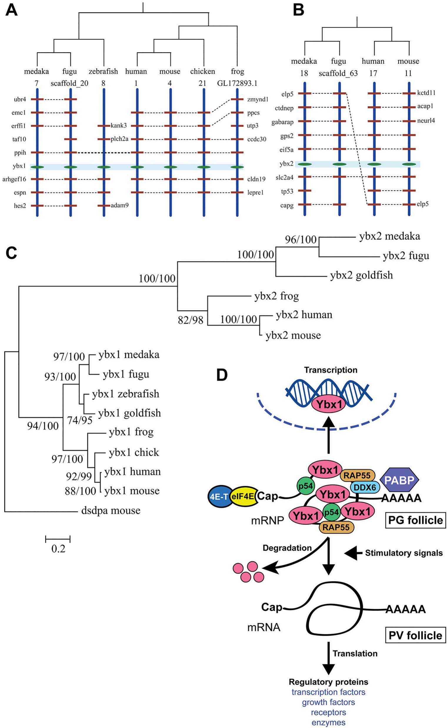 Proteomic analysis of zebrafish folliculogenesis identifies YB-1 (Ybx1 ...