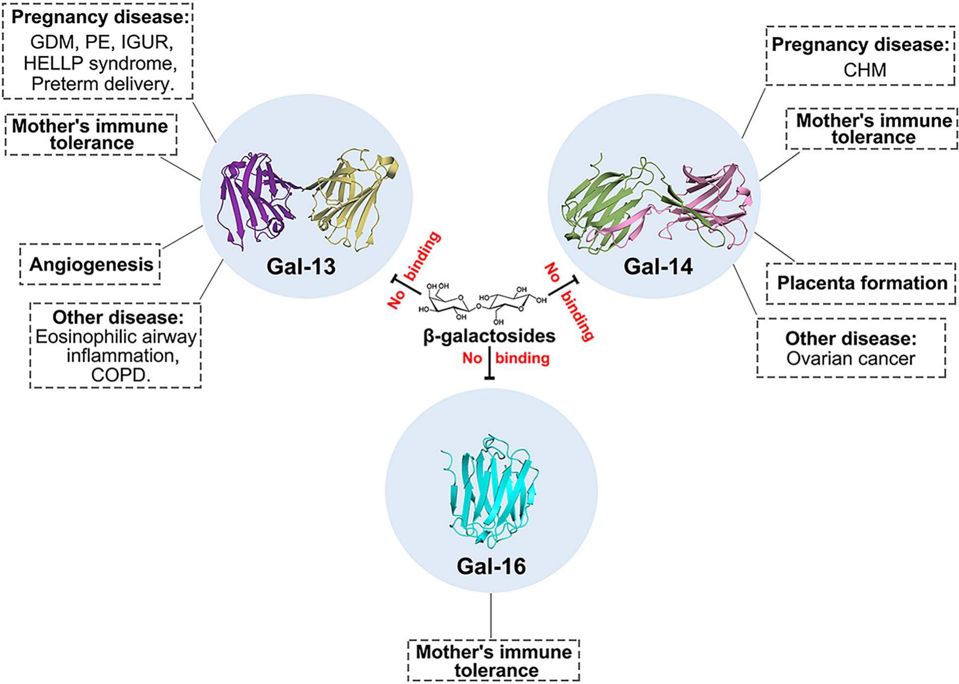 Placental Galectins: A Subfamily Of Galectins Lose The Ability To Bind ...