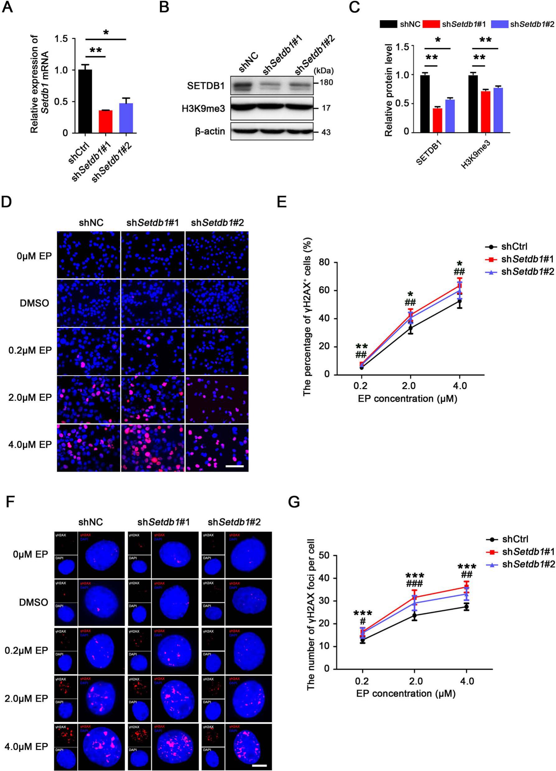 Setdb1 YTHDF2 promotes DNA damage repair by positively regulating the histone ...